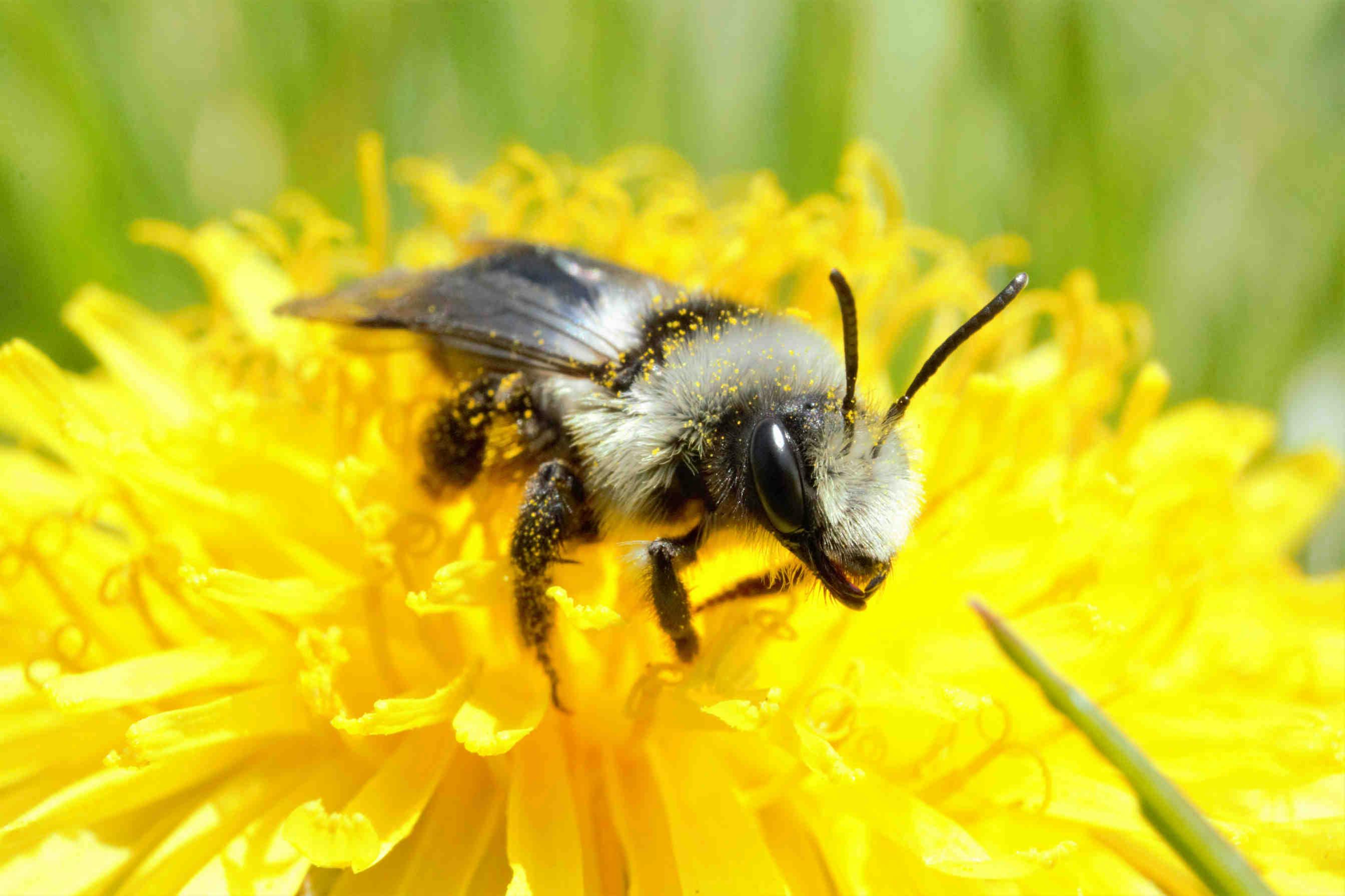 differenza tra api solitarie e api mellifere