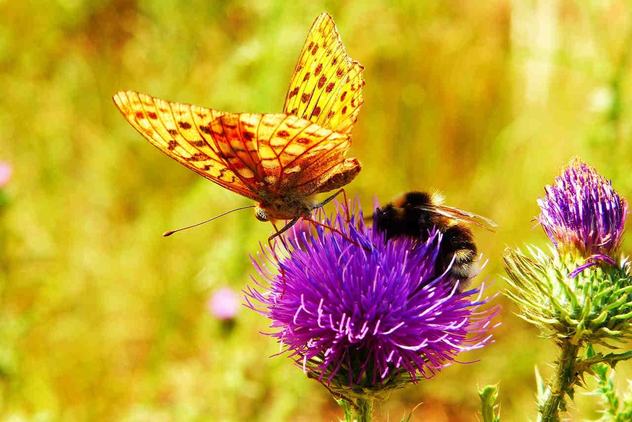 farfalla bombo fiore