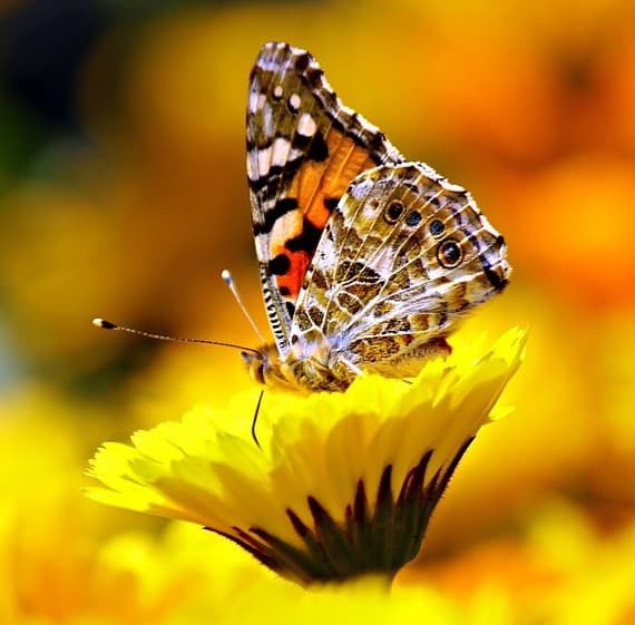 Impollinatori