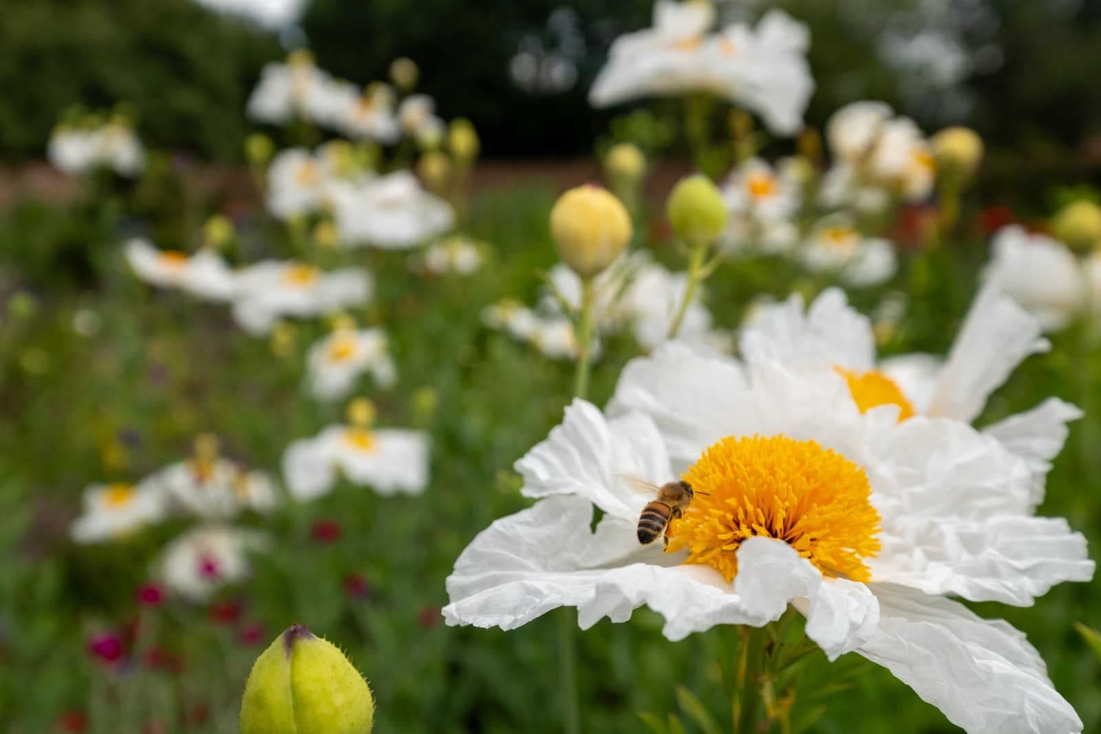 Crediti di biodiversità: cosa sono e come funzionano