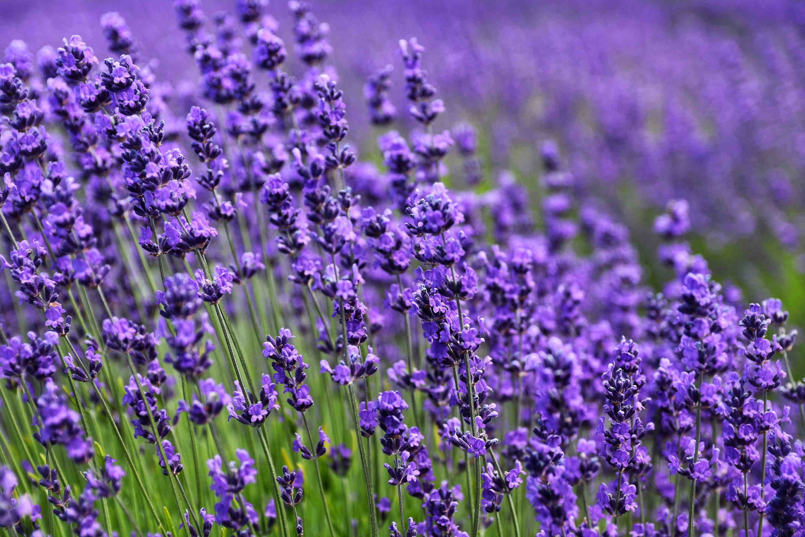Lavender Honey: Properties and Characteristics