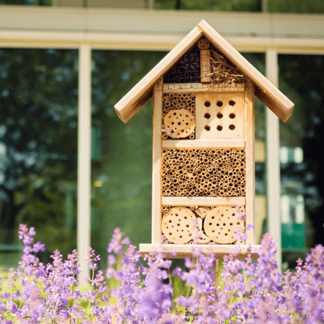 Aventura de biodiversidad: proteger a los polinizadores con 3Bee