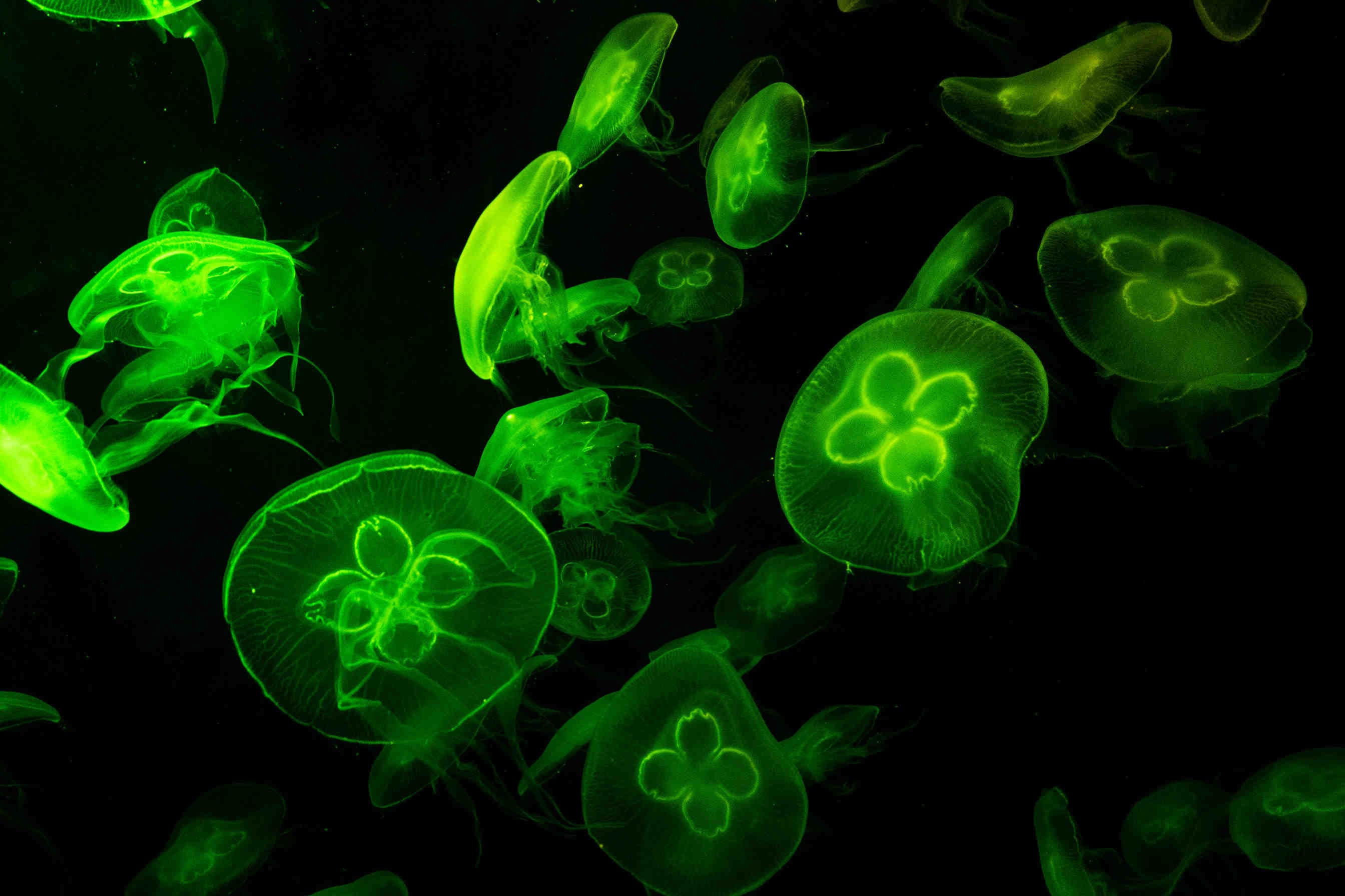 Funghi fluorescenti