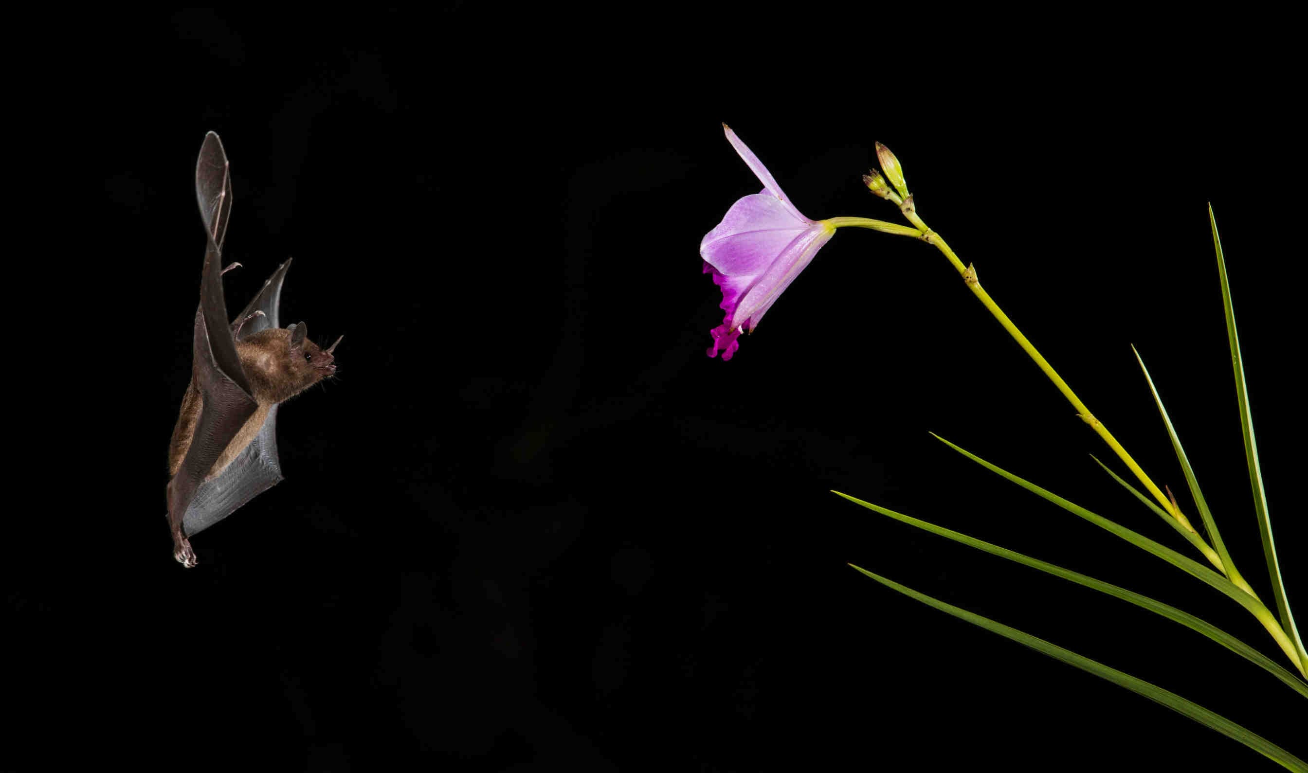 Ecolocalizzazione: come gli animali navigano nel buio