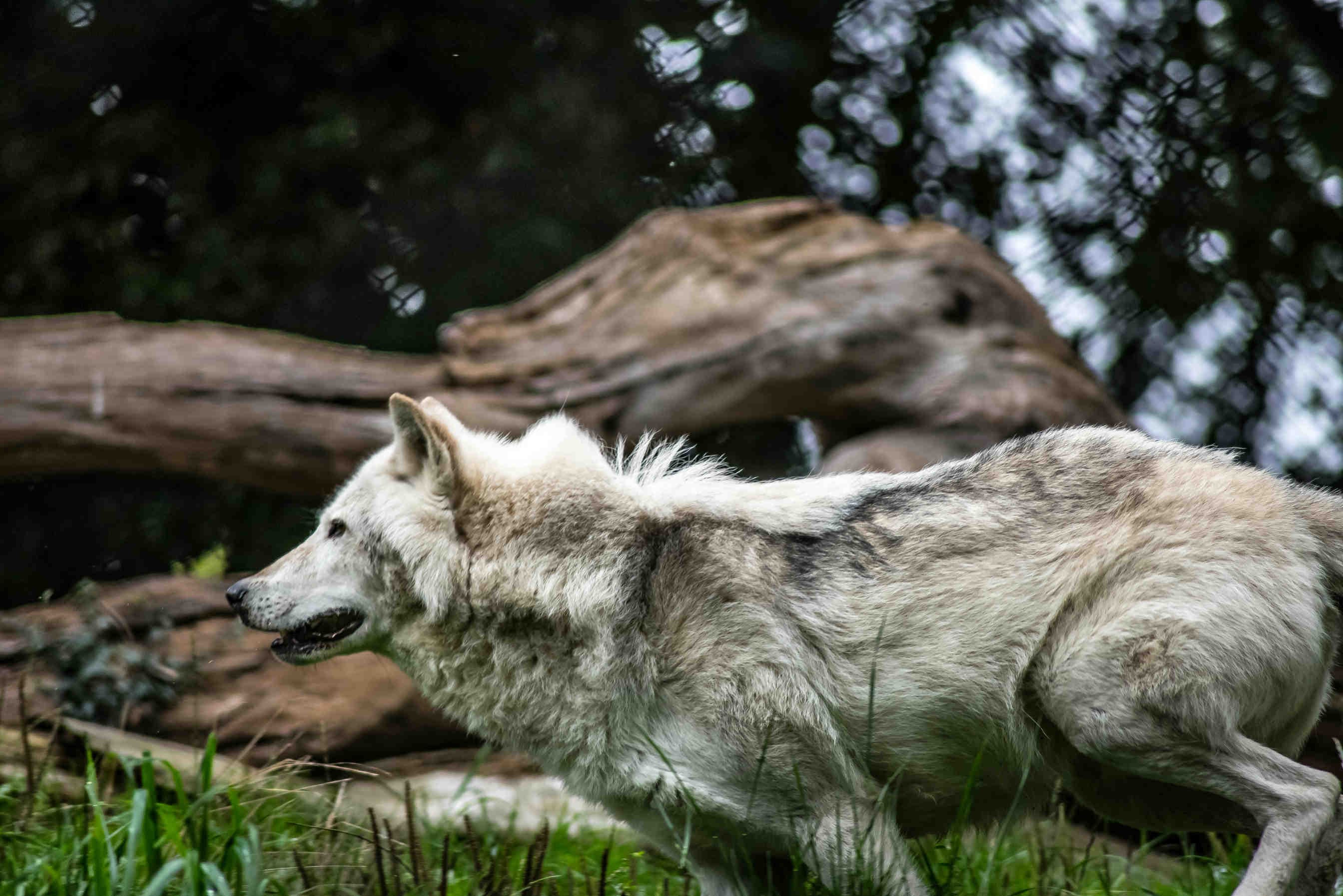 Il ruolo ecologico dei superpredatori