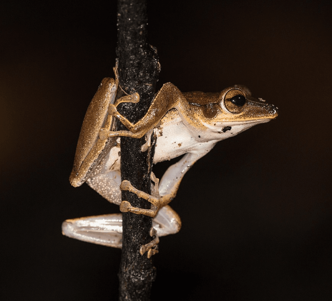 amphibien nocturne sur une branche
