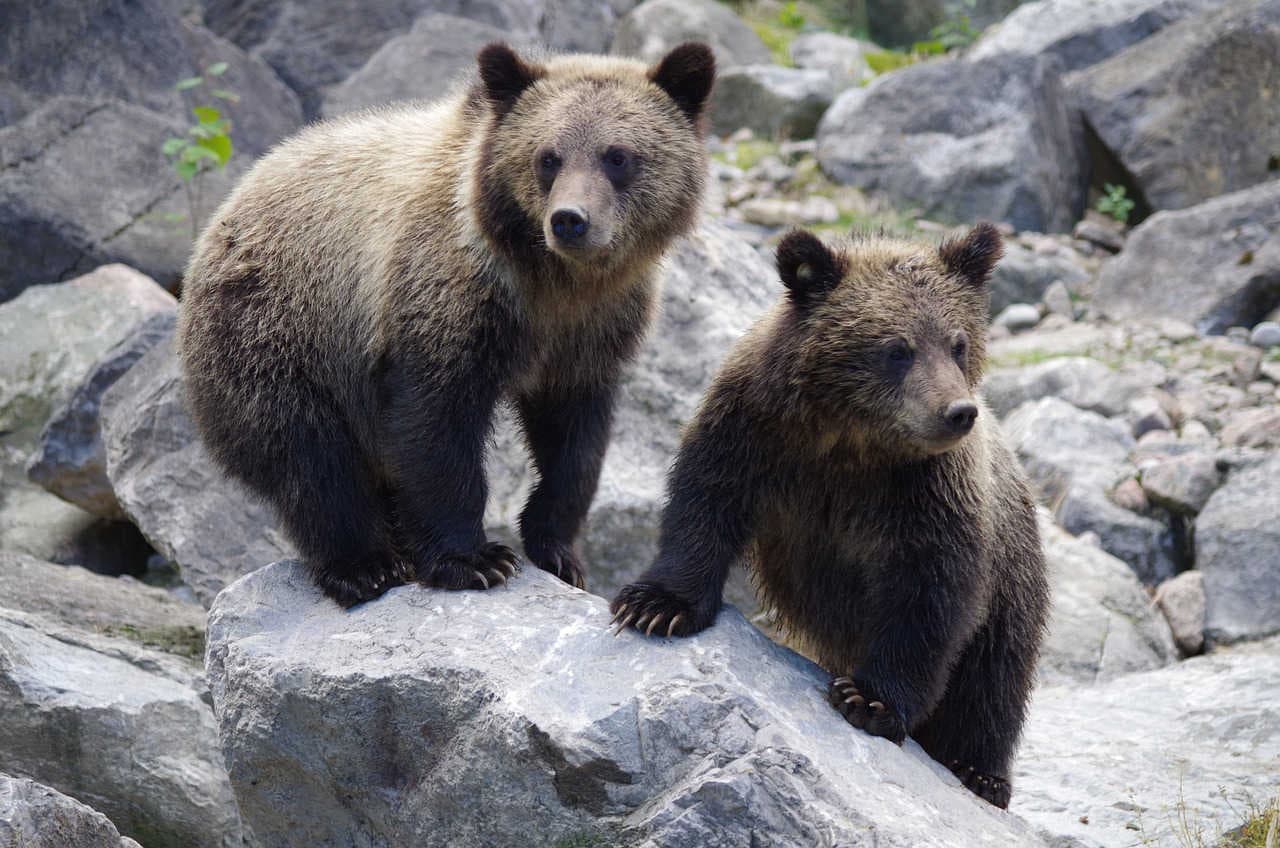orsi