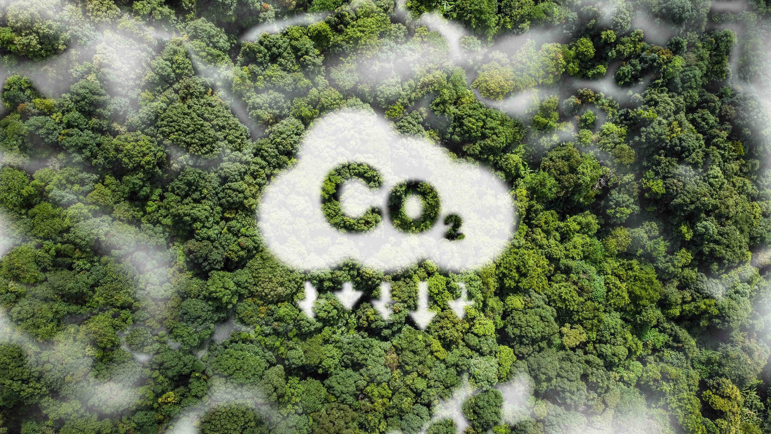Créditos de carbono: qué son, ventajas y puntos críticos