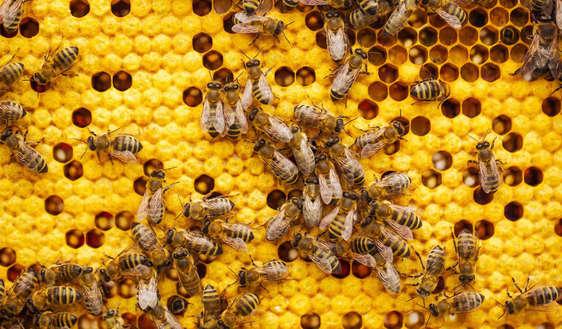 Qu'est-ce que la propolis ?