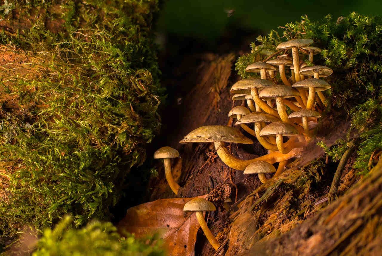 L'exploitation des forêts et ses conséquences sur l'écosystème