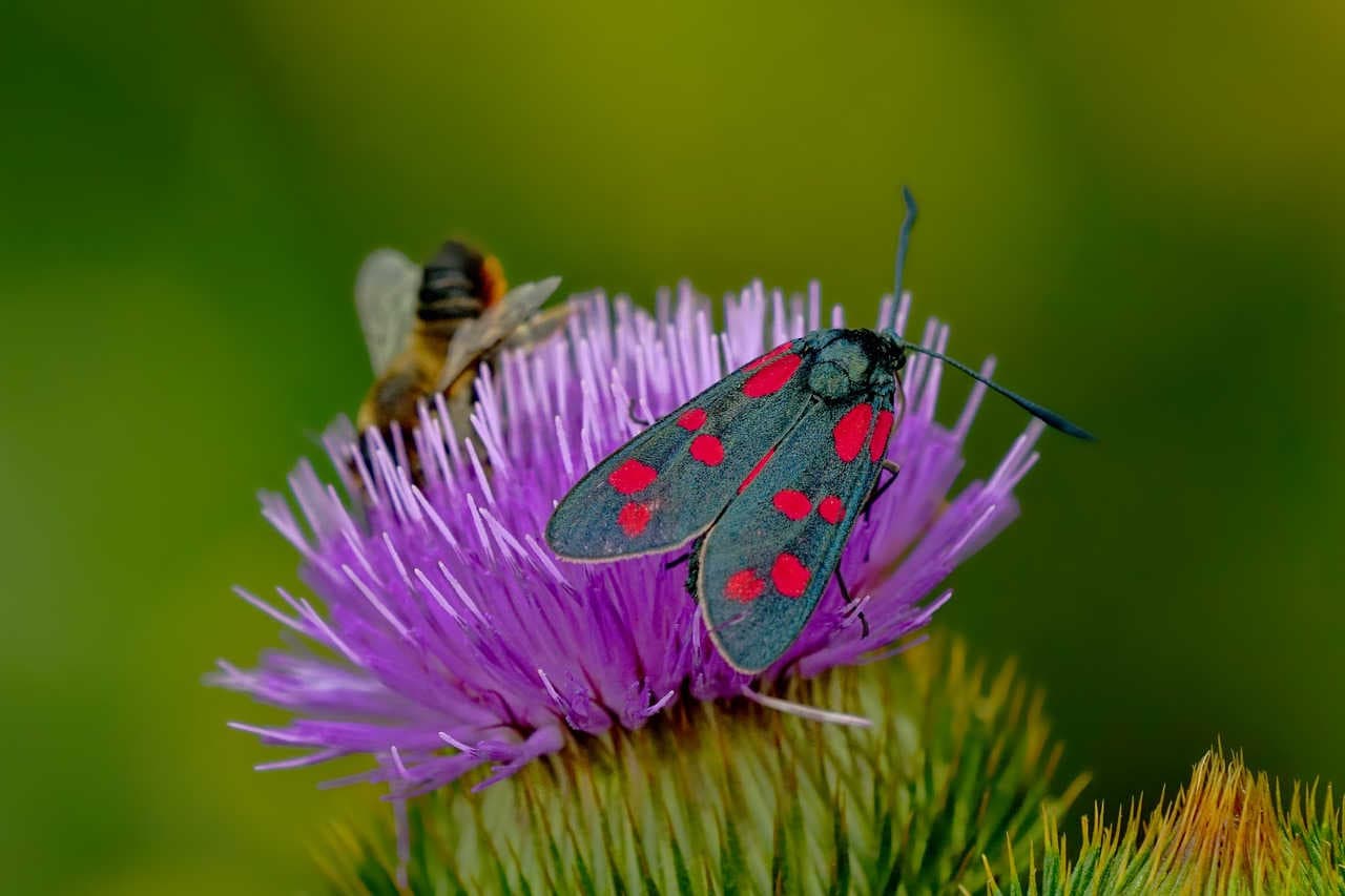 impollinatori