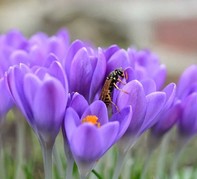 The vital role of ‘unpopular’ pollinators