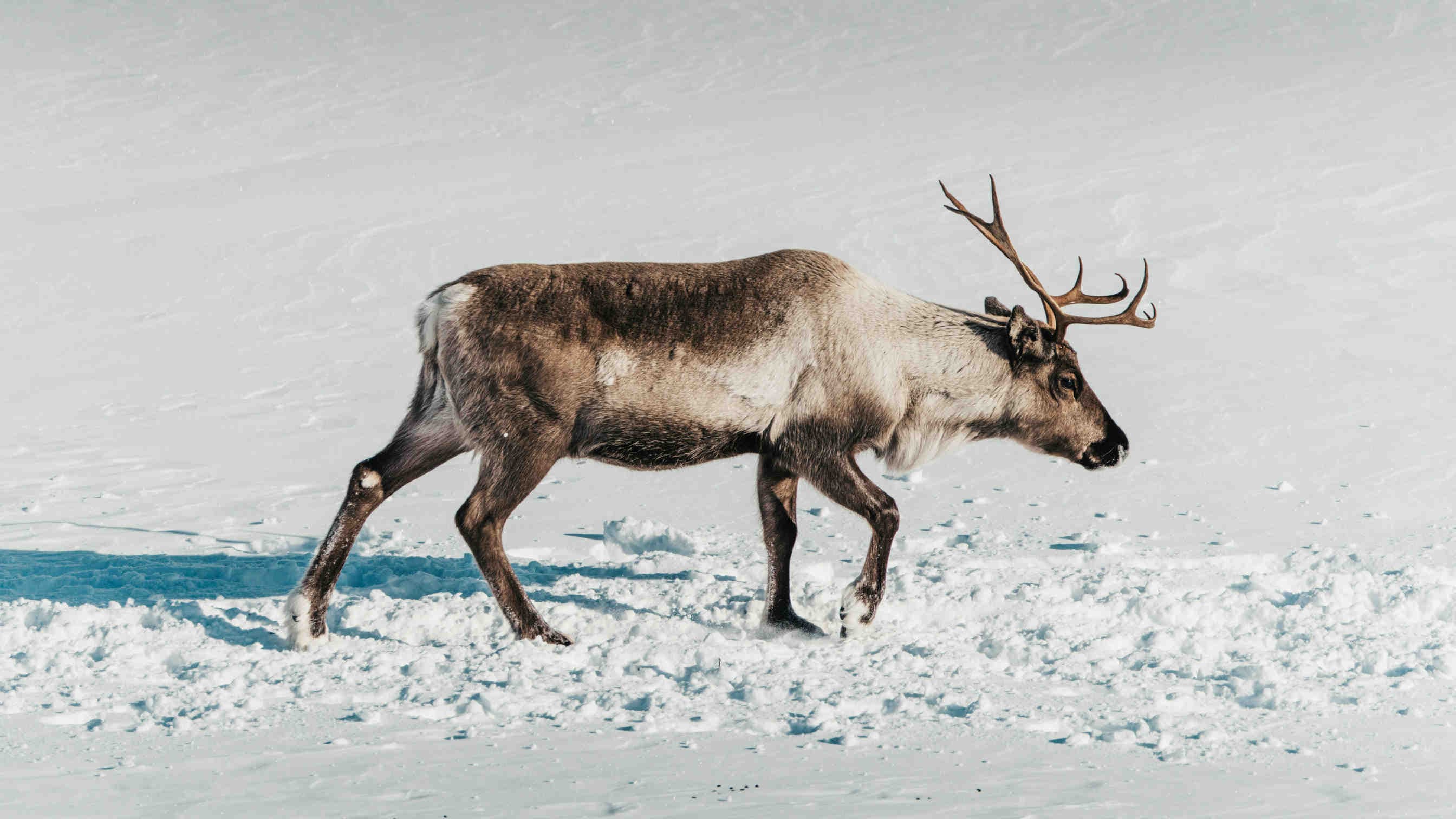 La renna: caratteristiche, habitat e adattamenti dell'animale simbolo del Natale