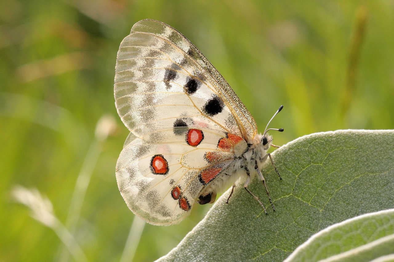 parnassius_apollo