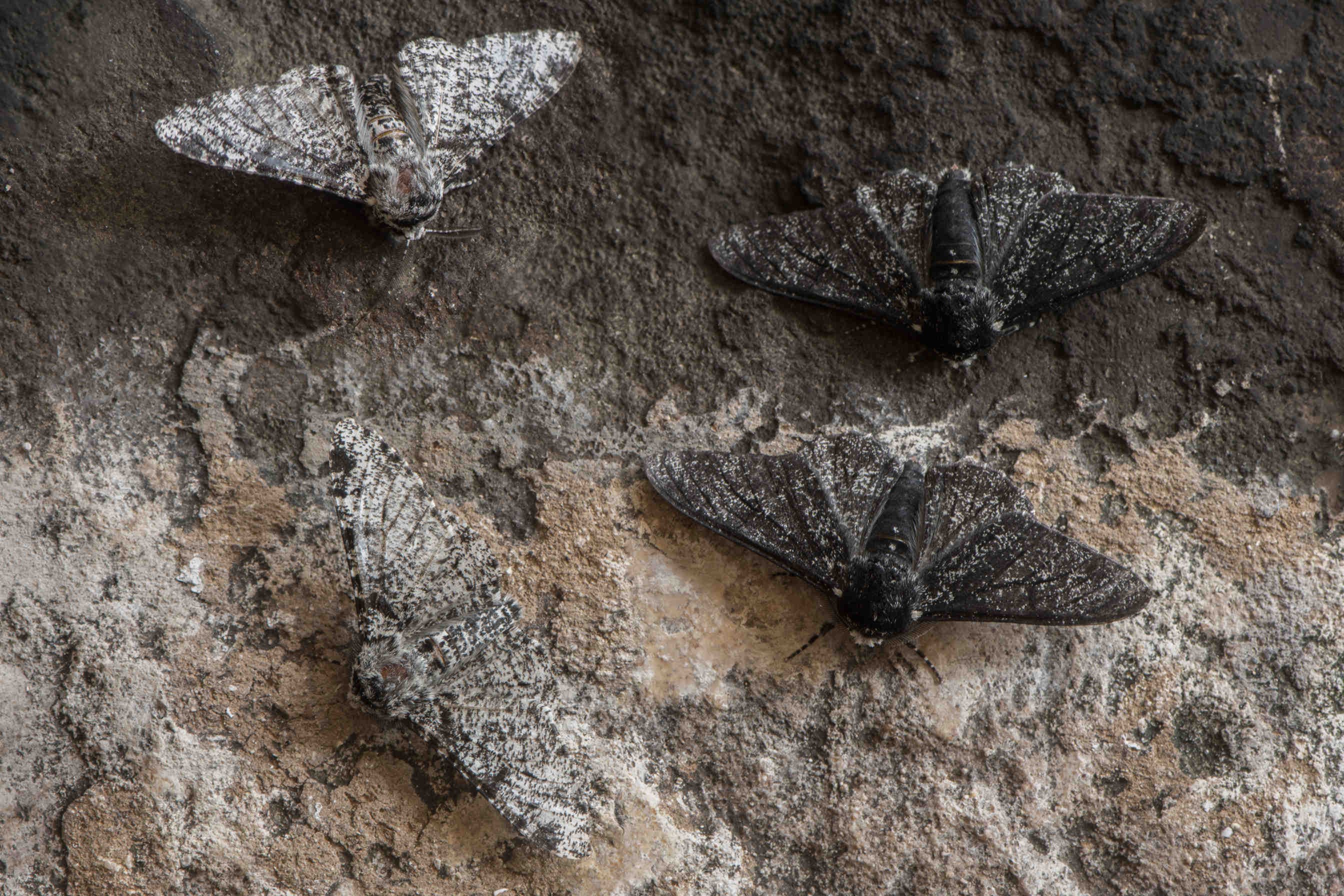 biston betularia