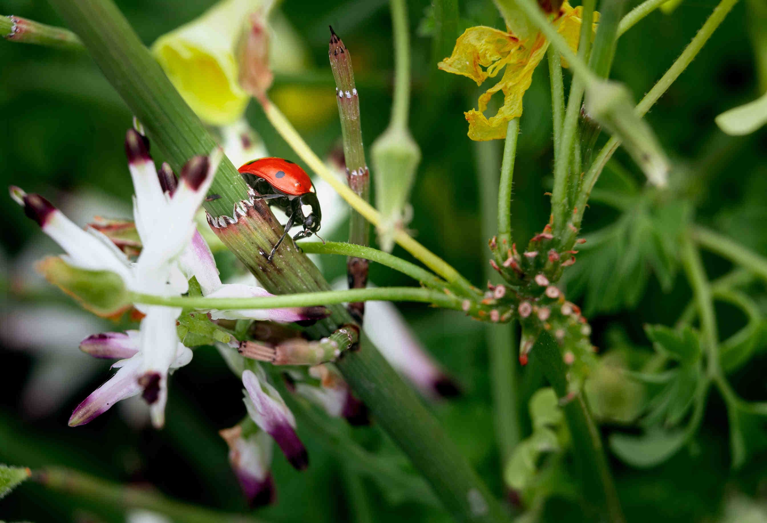 coccinella natura
