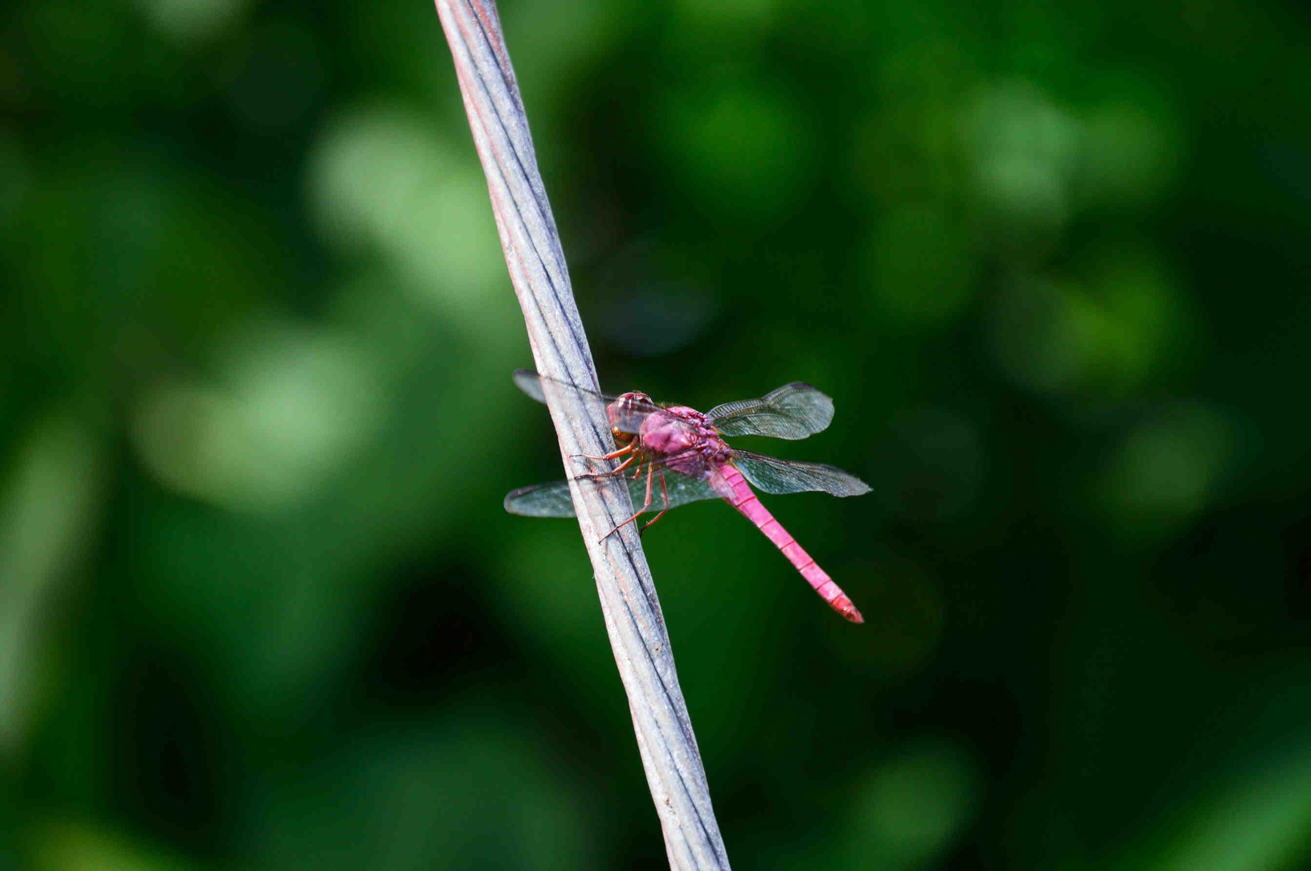 libellula rosa