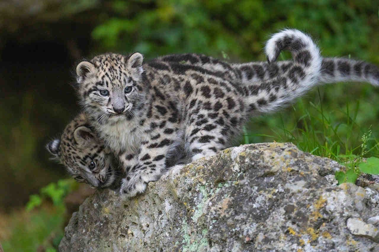 leopardo delle nevi
