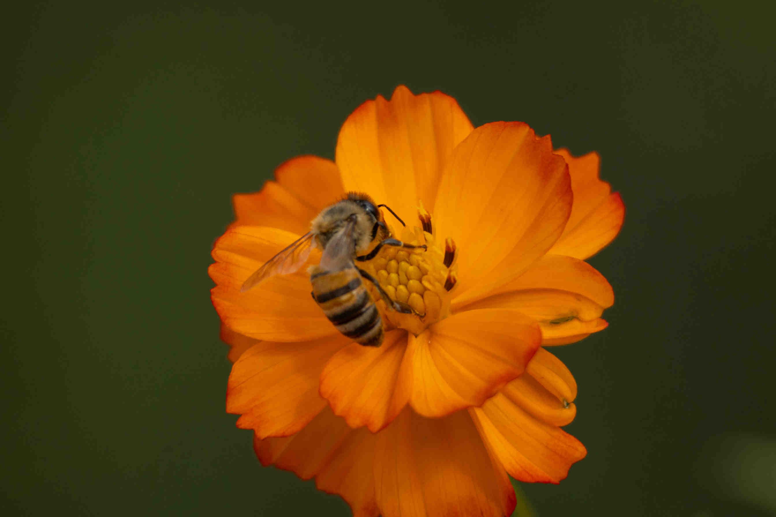 ape impollinazione