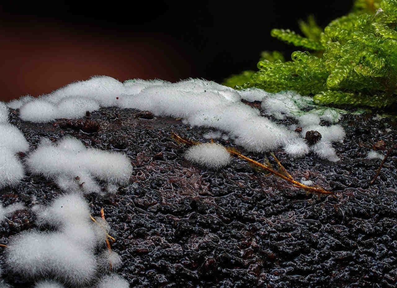 Biodiversità microbica