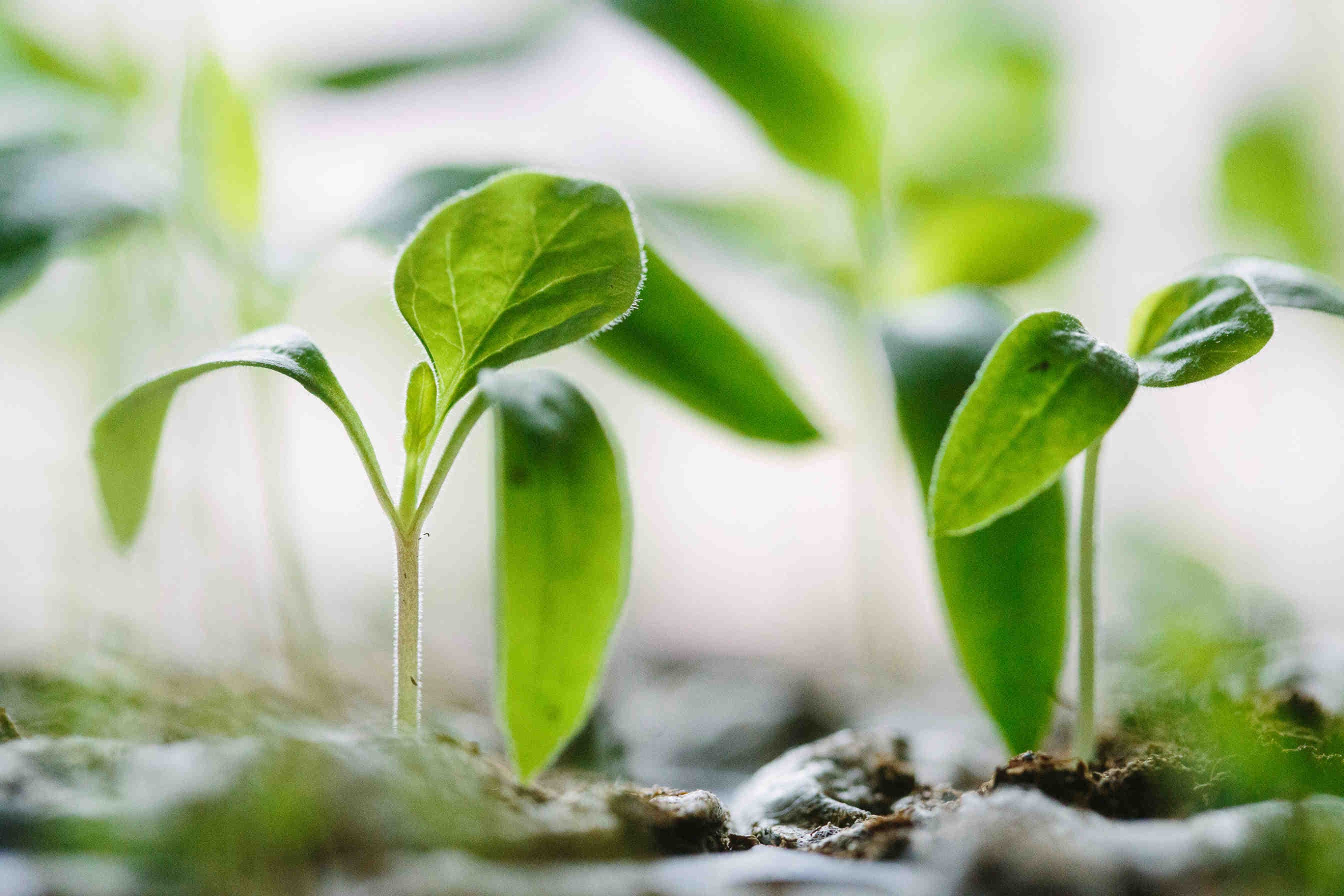 agricoltura