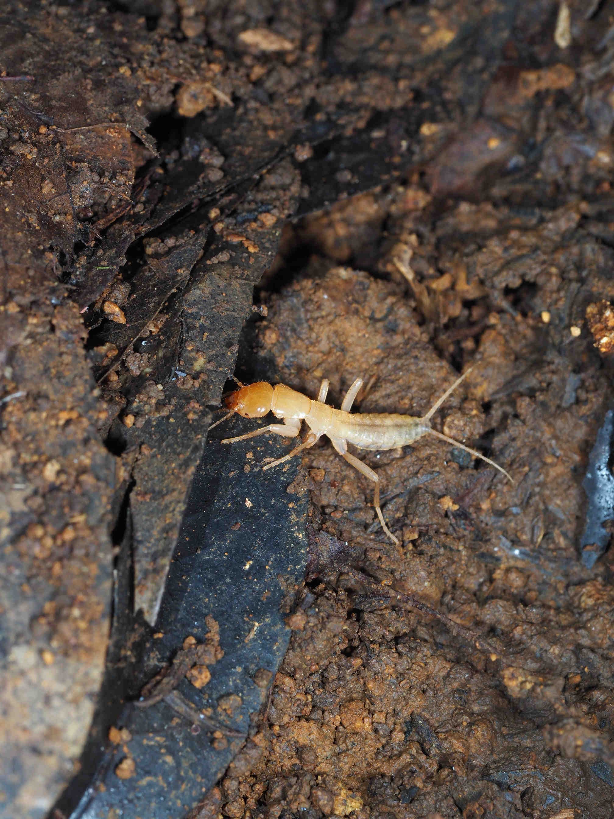 Grylloblattodea