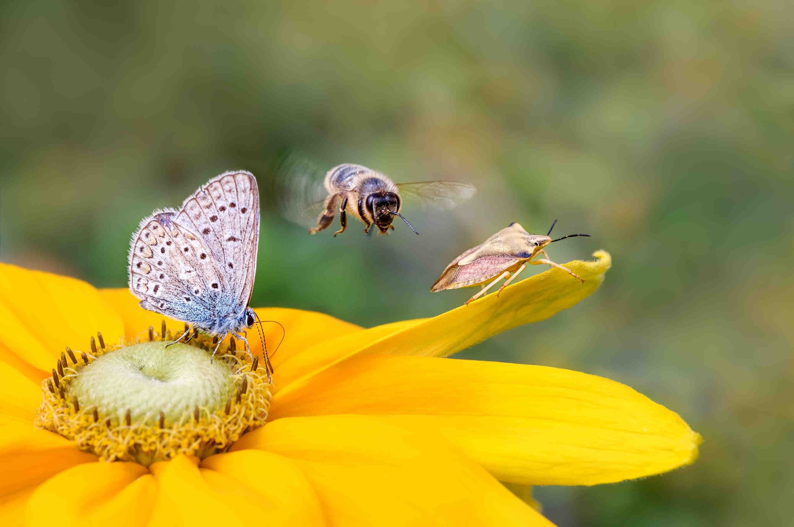 Il ruolo chiave della biodiversità funzionale