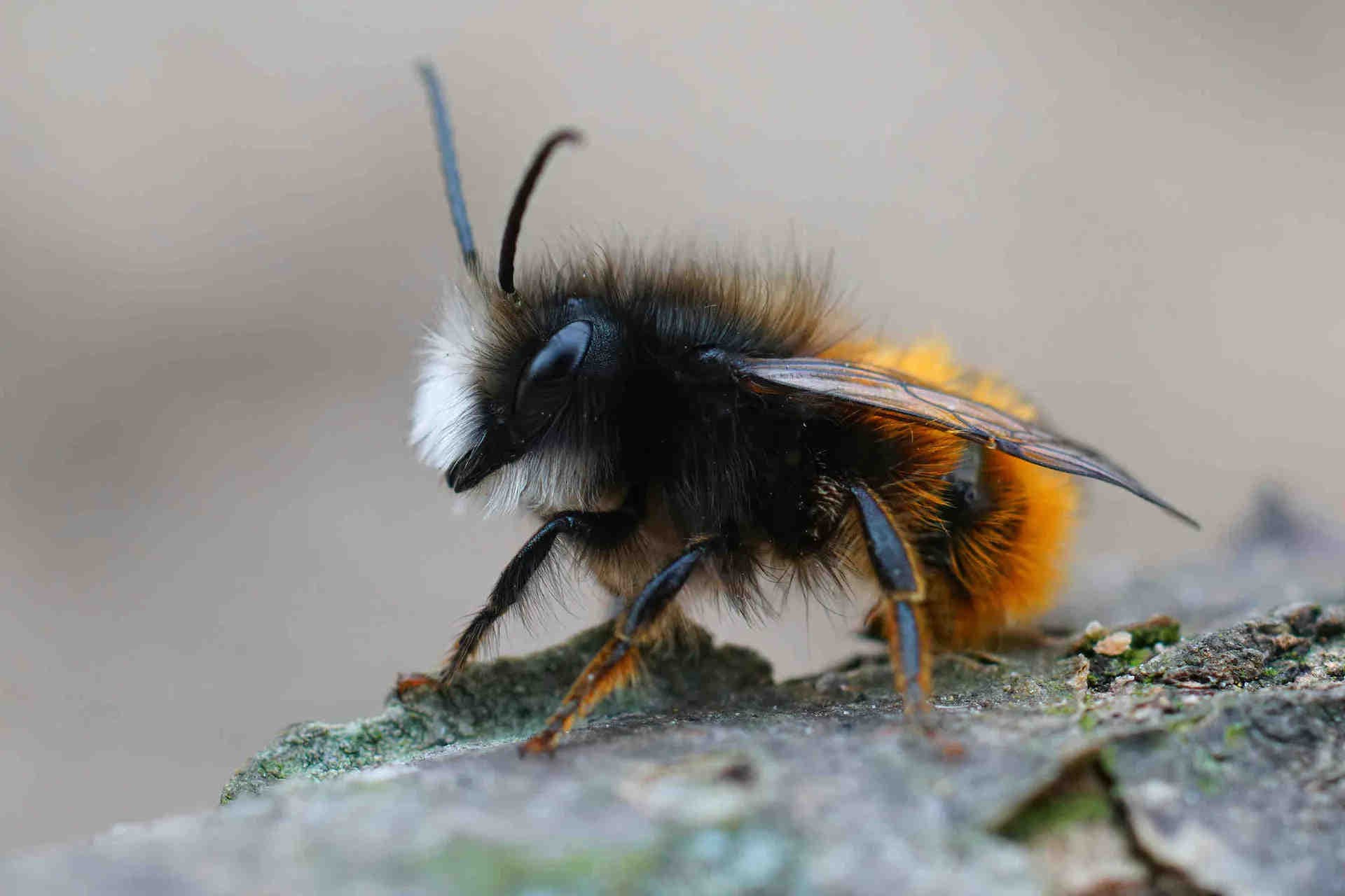 L'étonnante diversité des abeilles sauvages