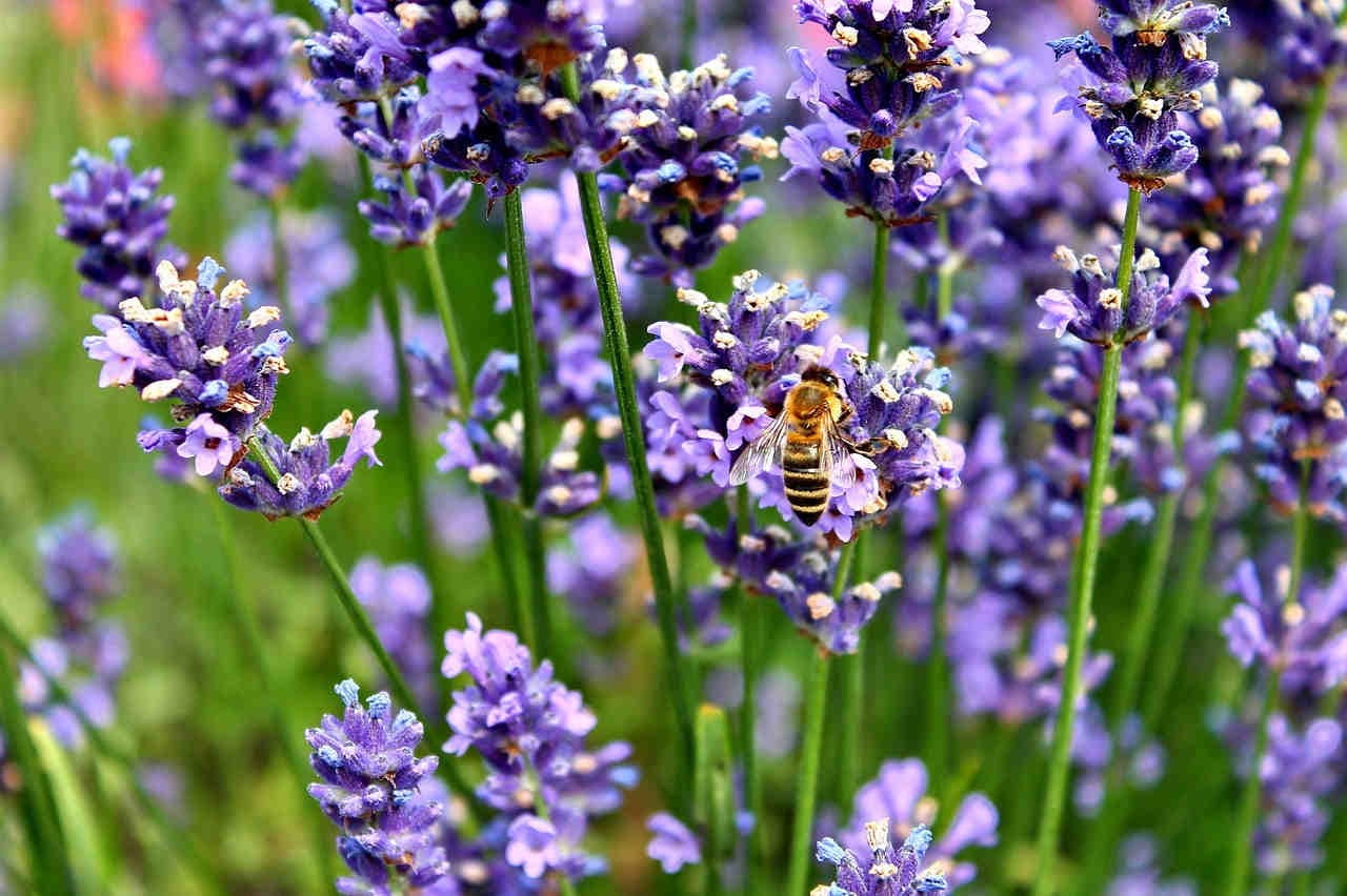 La lavanda: una pianta dalle molteplici virtù