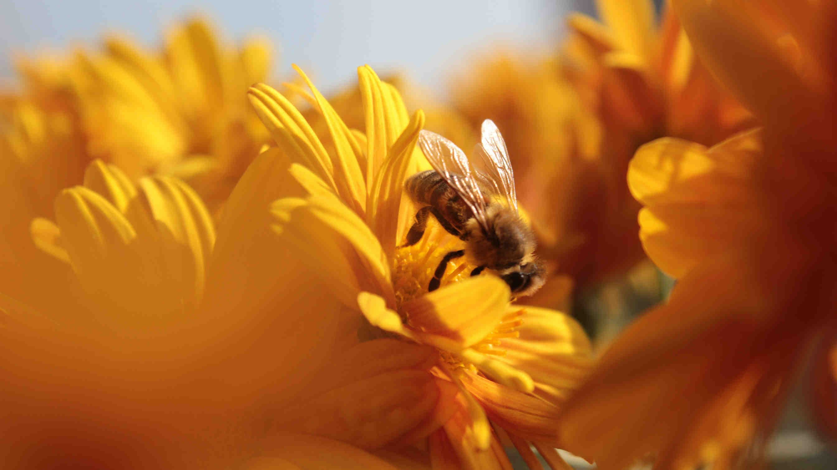 Qui dit qu'il sauve les abeilles les sauve vraiment ?