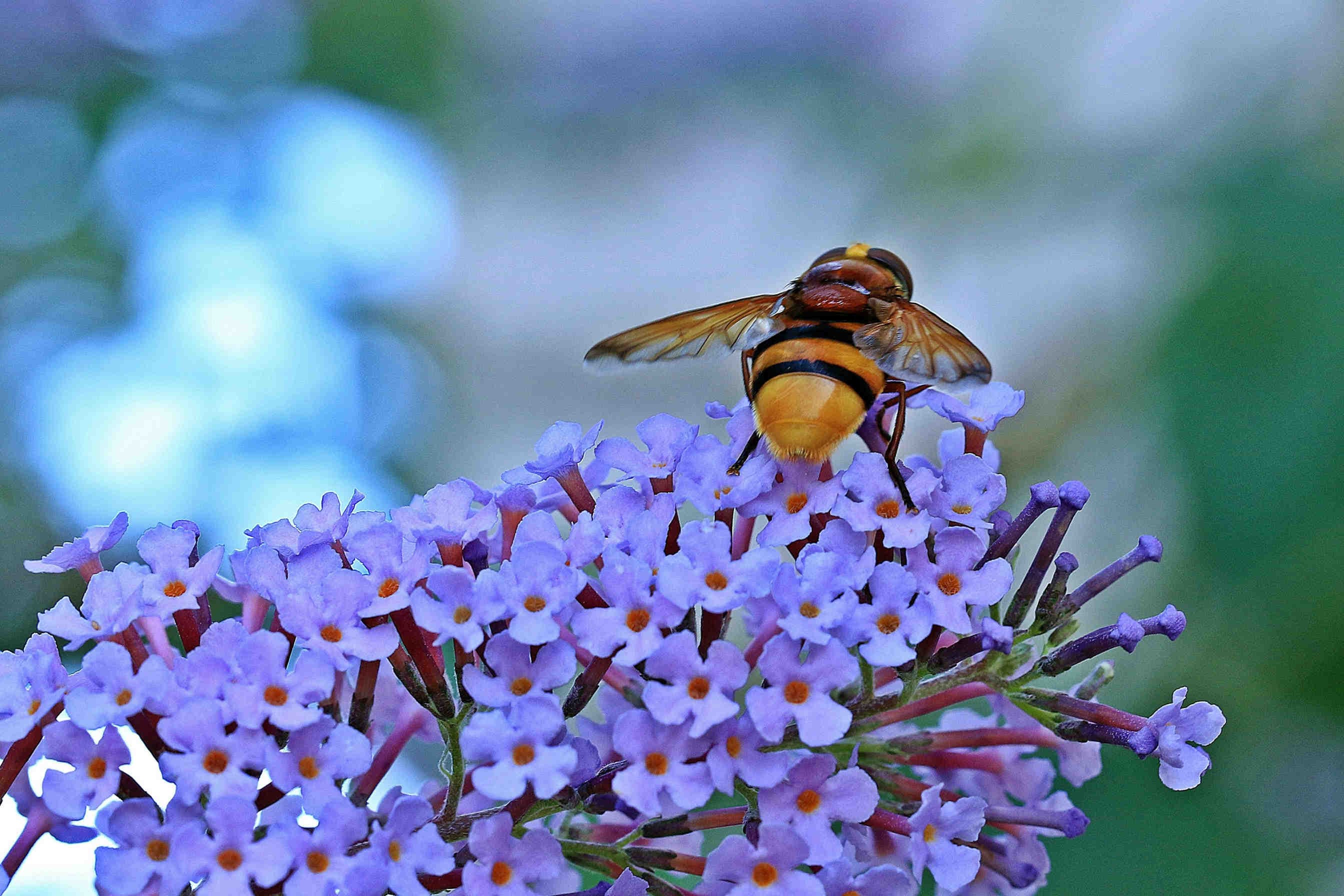 impollinatori fiore blu
