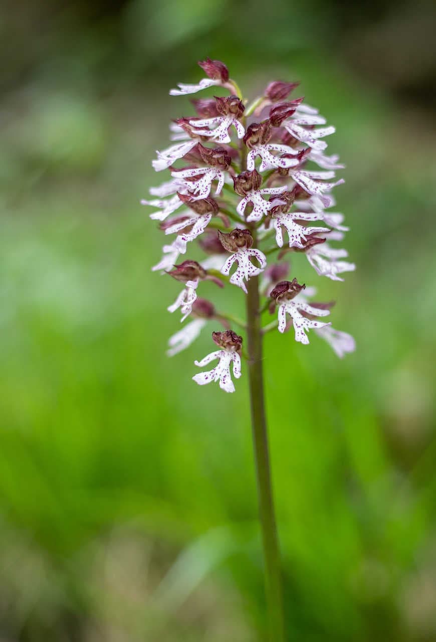 protezione orchidee