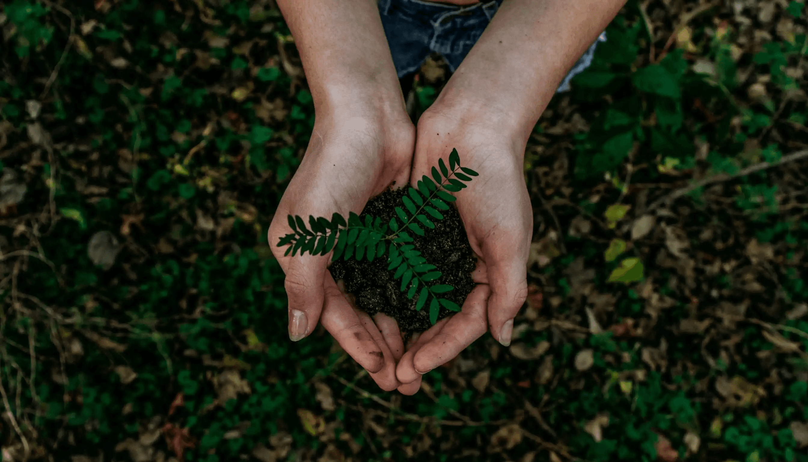 riforestazione