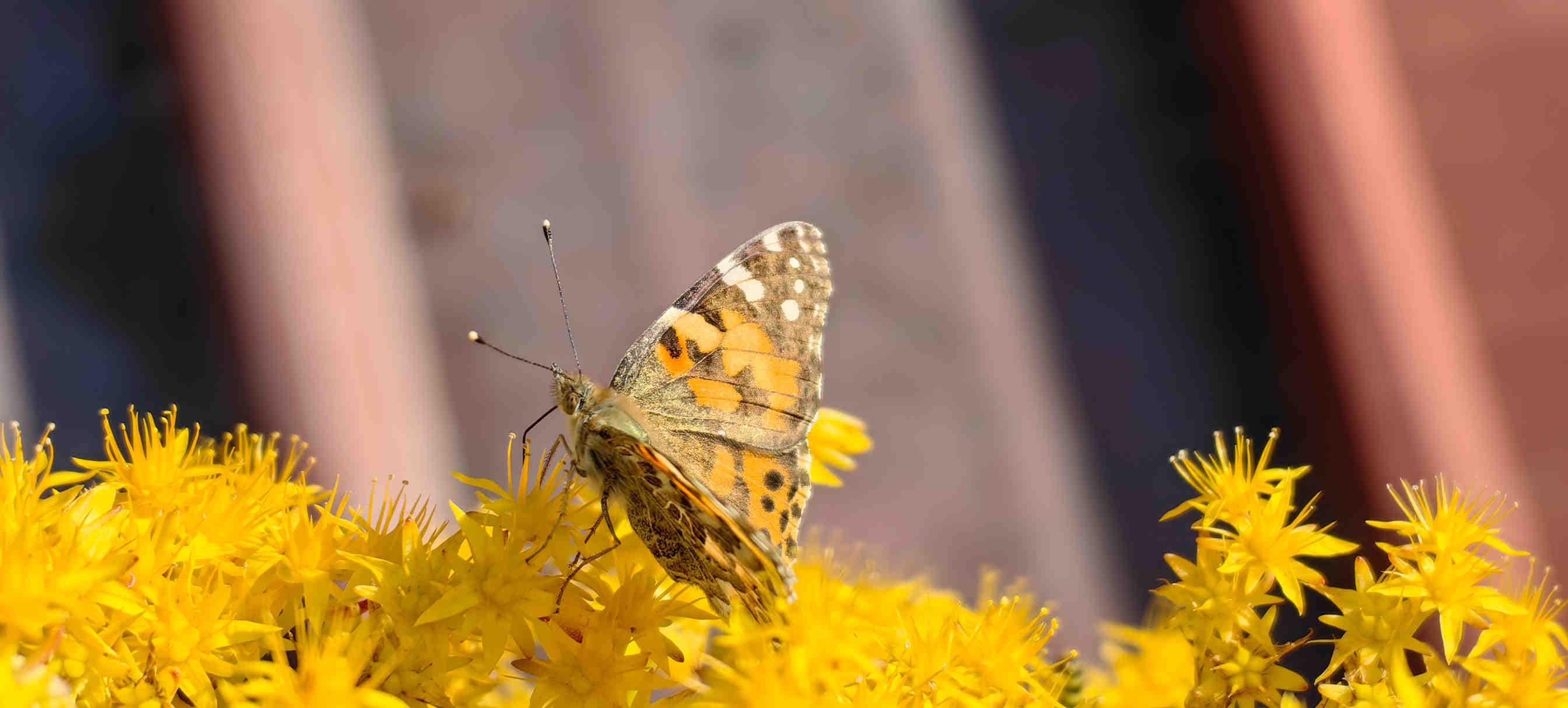 PMI green vs tradizionali: chi vince sulla biodiversità?