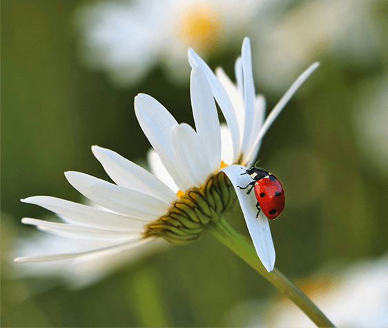 Coccinelles : 5 curiosités incroyables