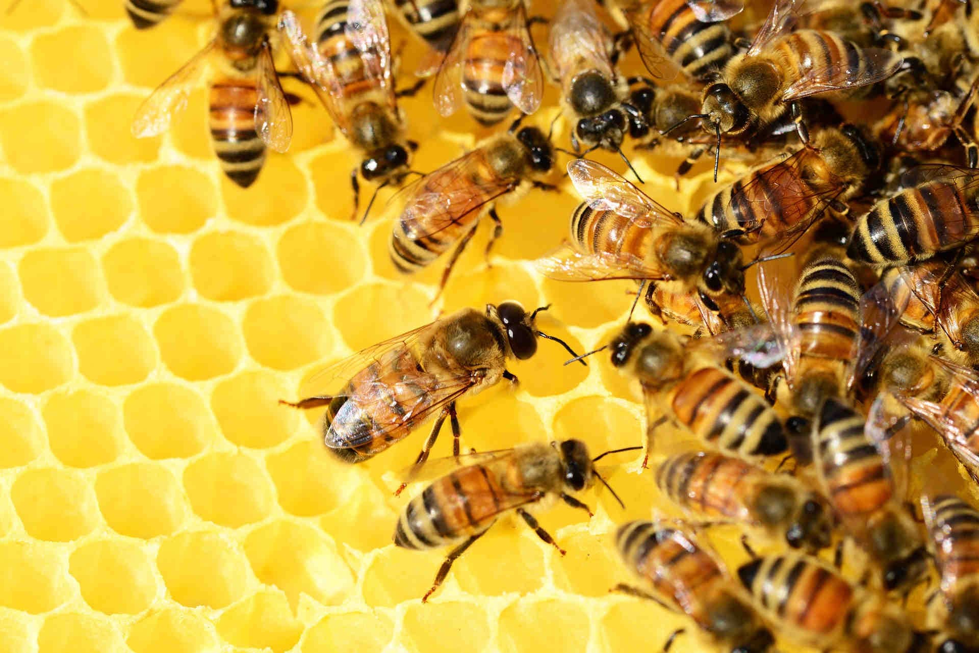 Distretto Rotary 2110 Sicilia e Malta si racconta per 3Bee