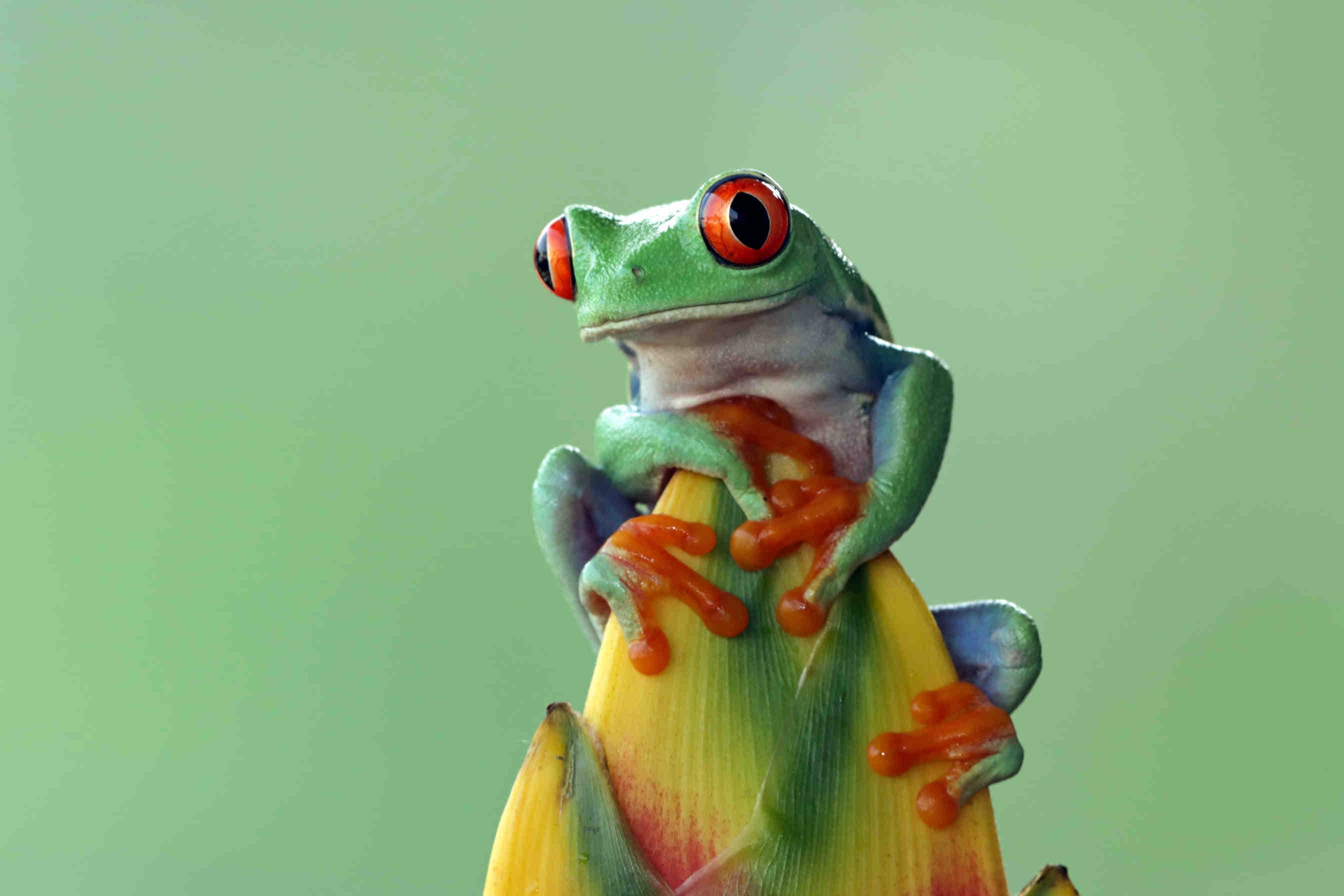 rana