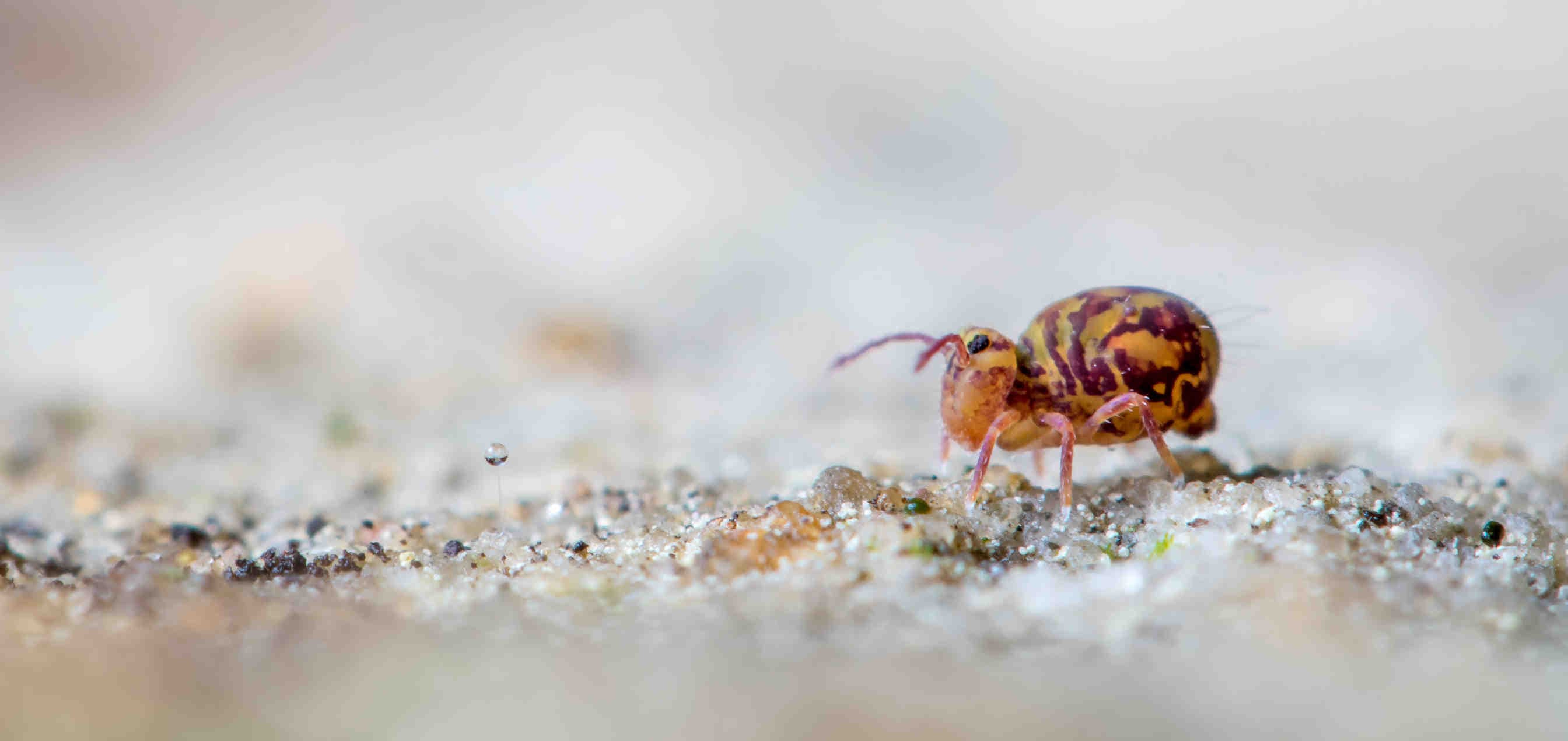 Collembolo