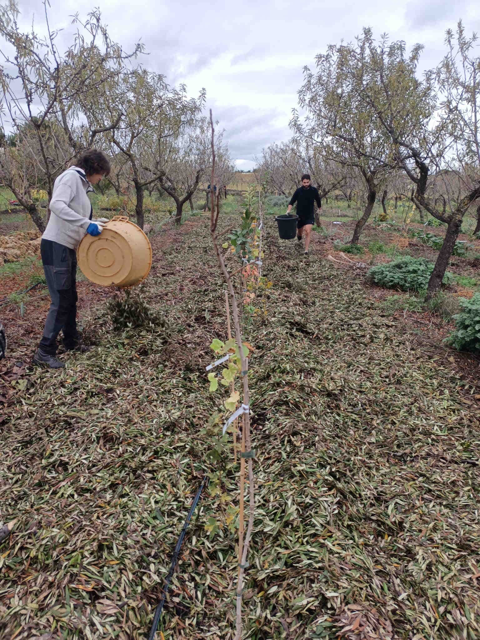 piantumazione Palombaio 3Bee