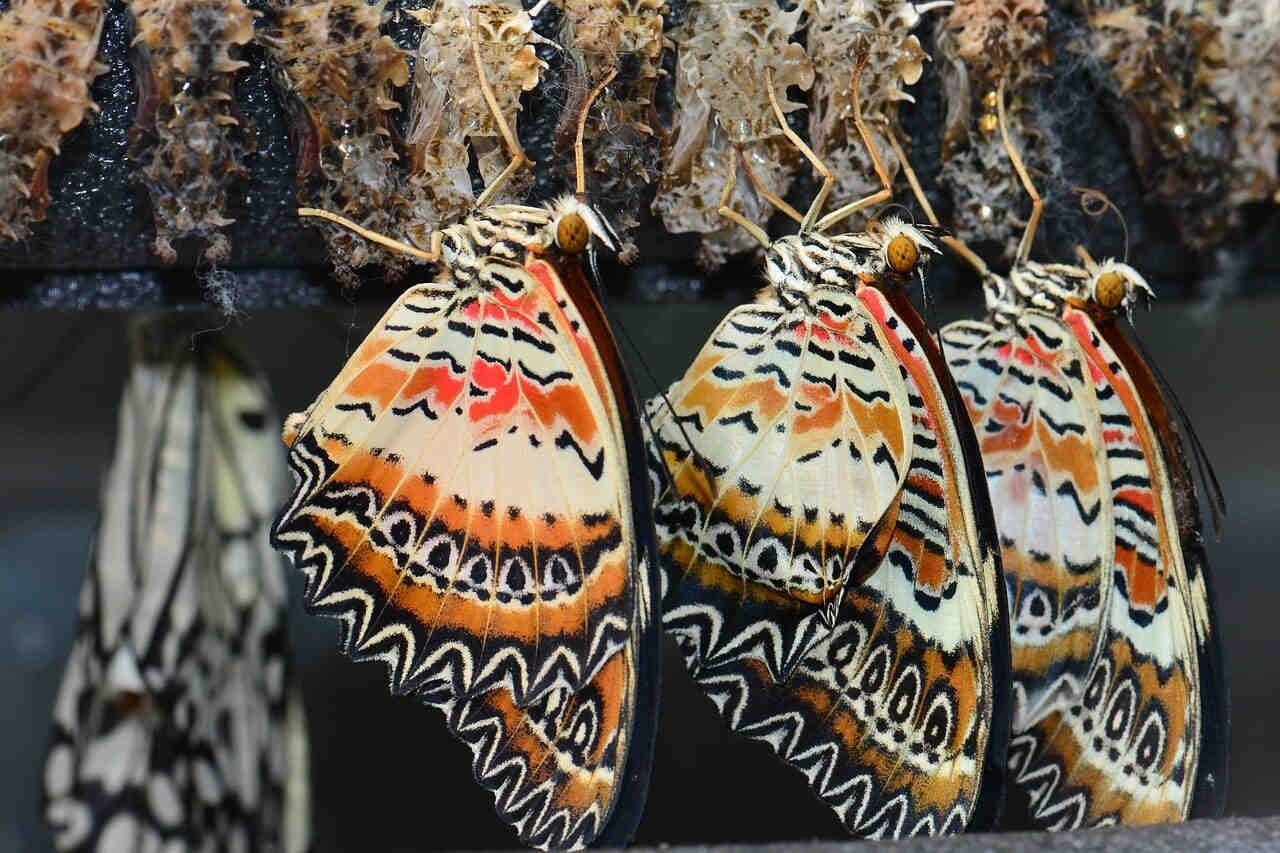 Mariposas: ciclo vital y metamorfosis