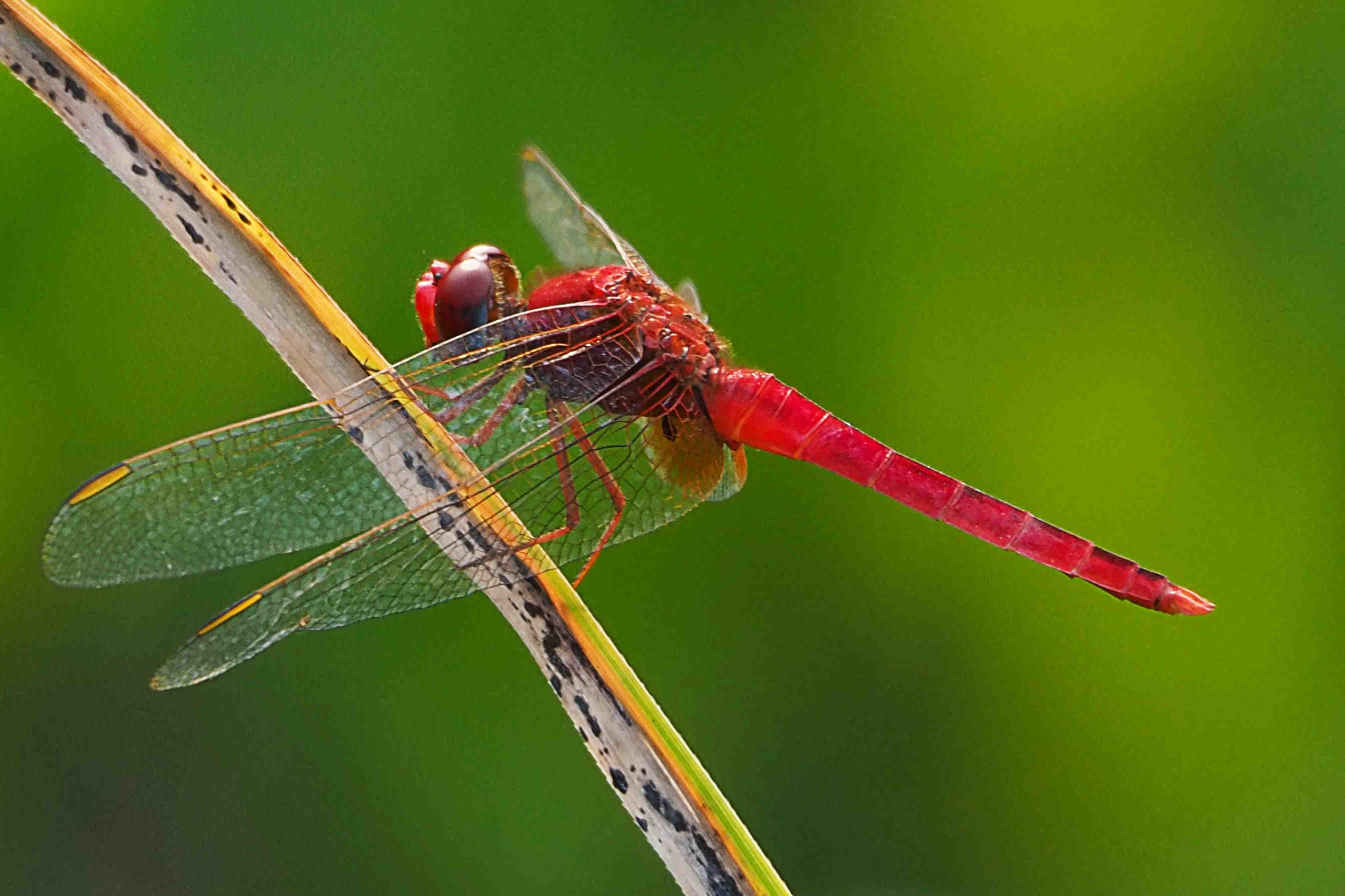 libellula rossa