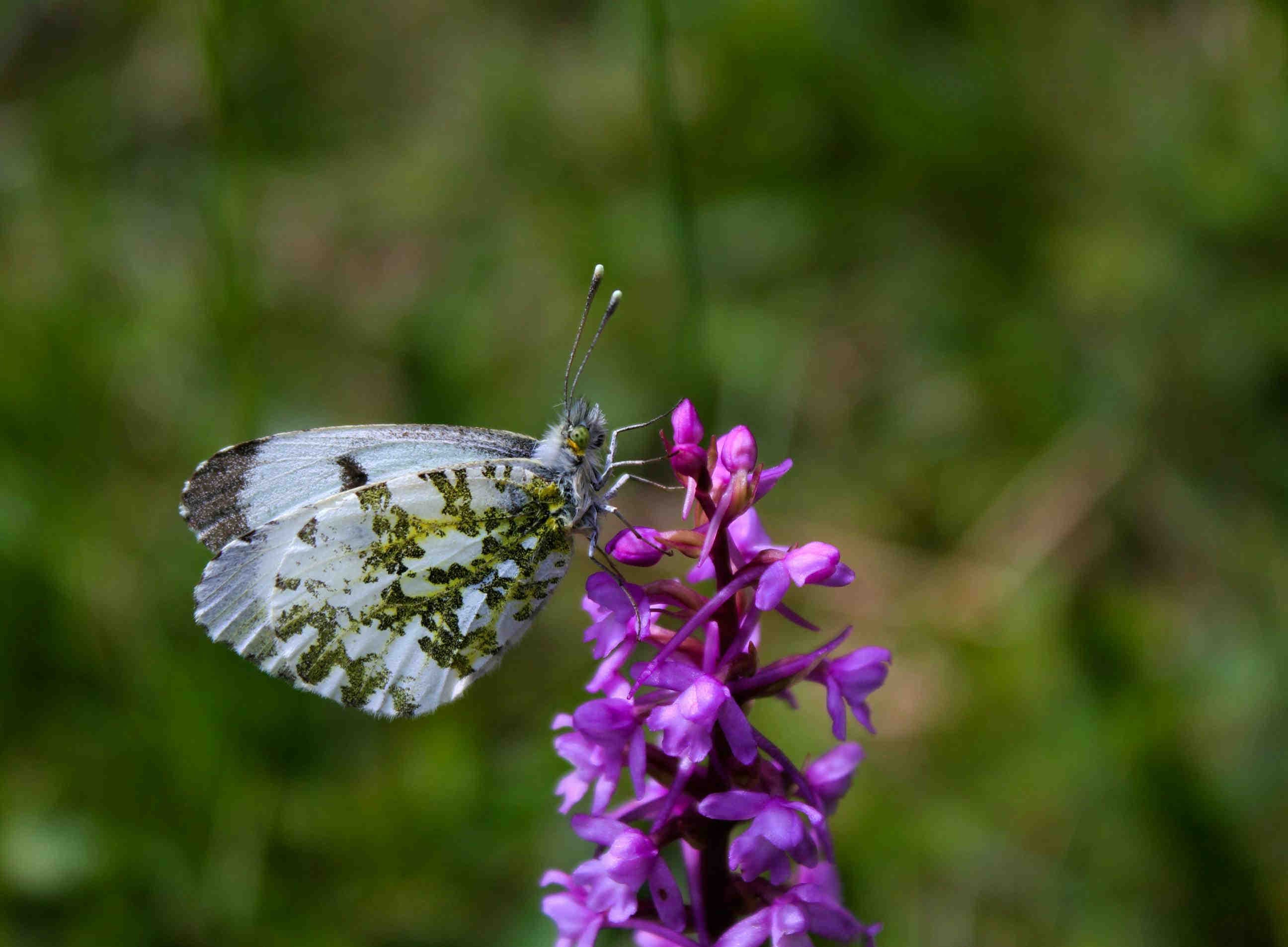 biodiversità farfalla