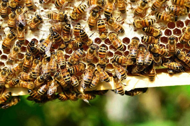Maladies de la ruche : la peste américaine