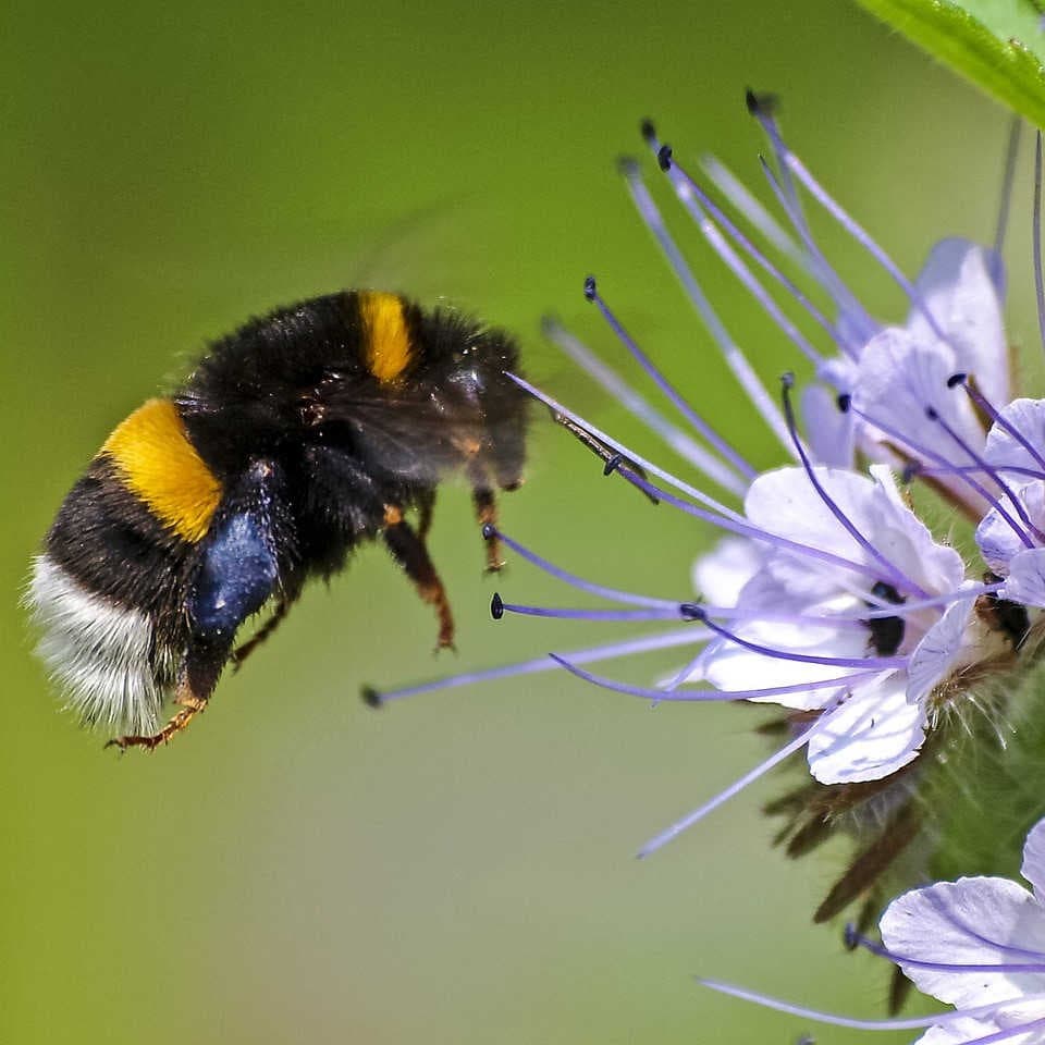 bombo fiore impollinazione