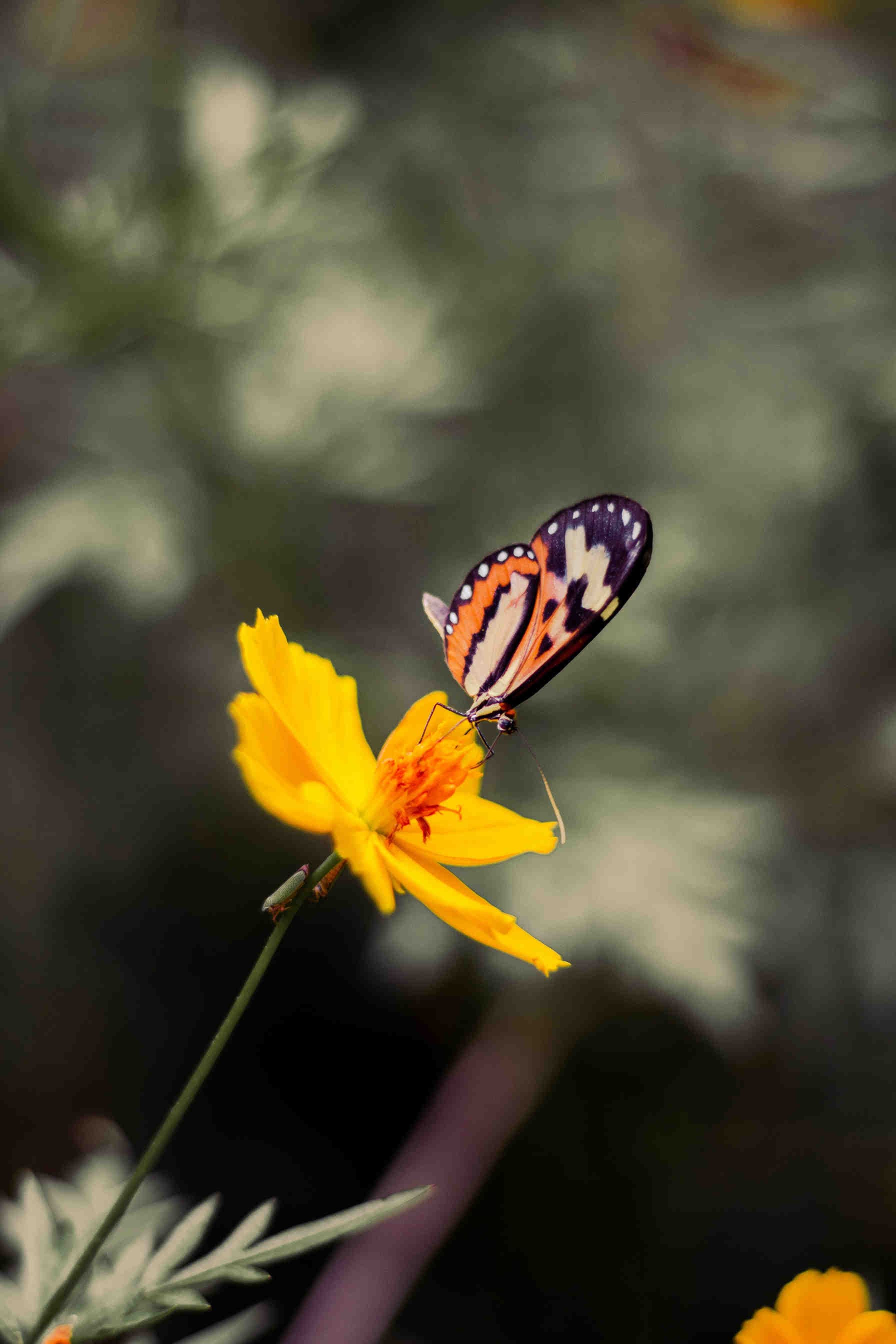 Biologische Vielfalt und Dürre 3Bee