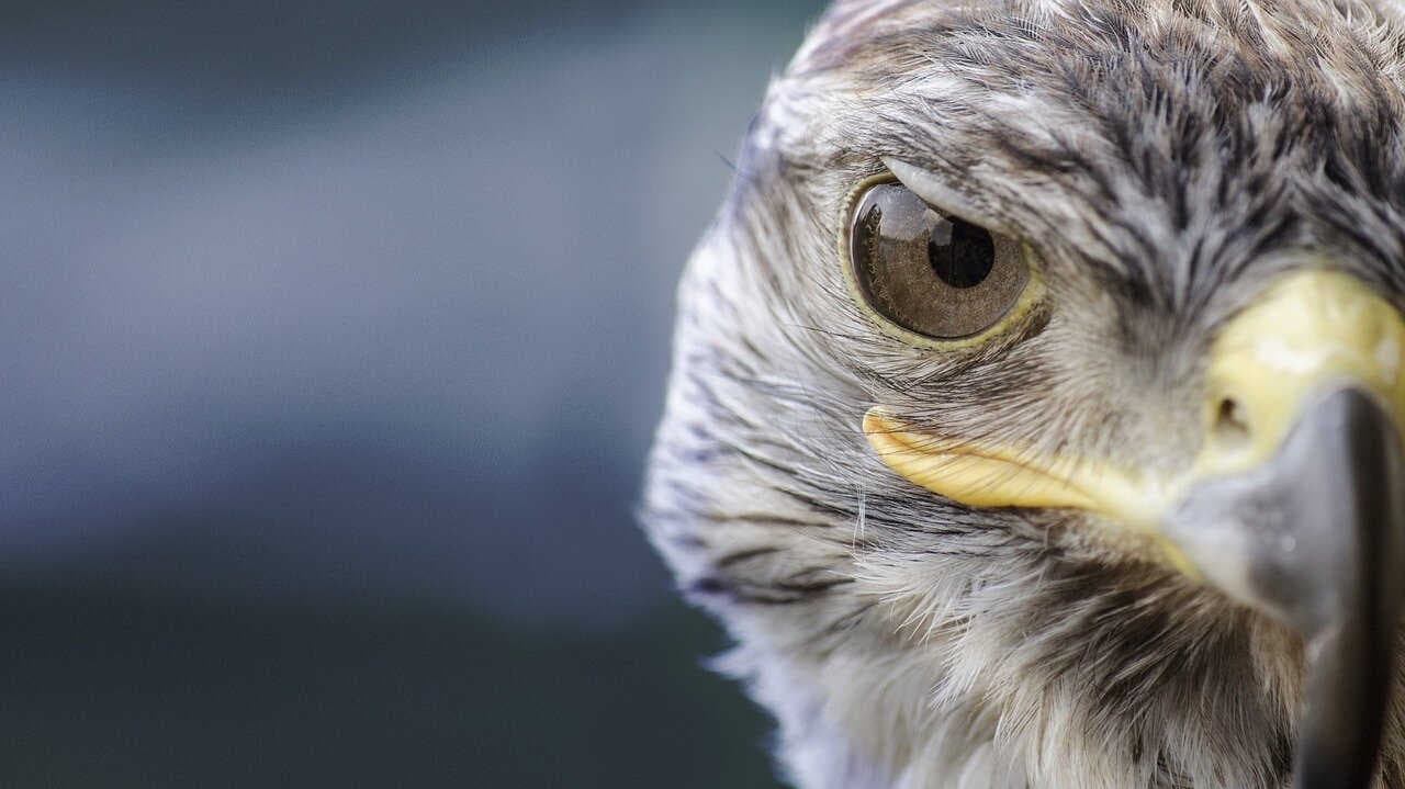 Botti di Capodanno: l'impatto "silenzioso" sulla fauna selvatica