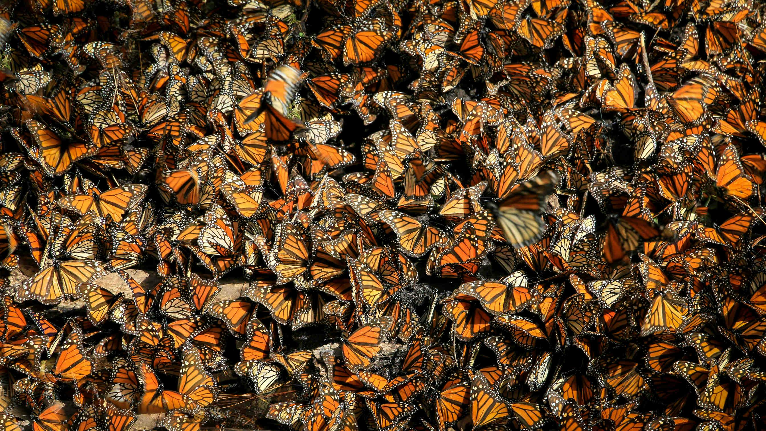 farfalle monarca migrazione