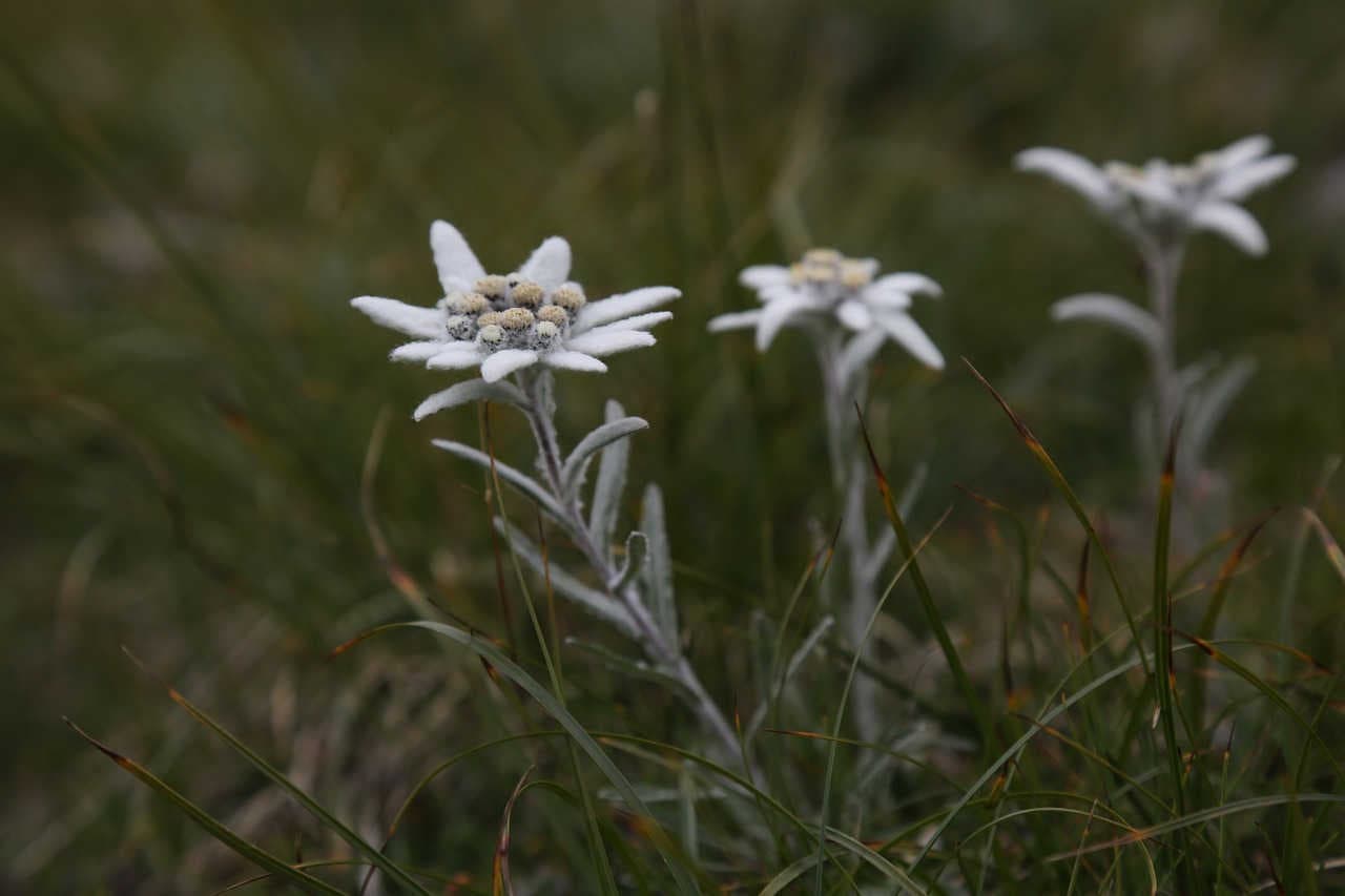 stelle alpine