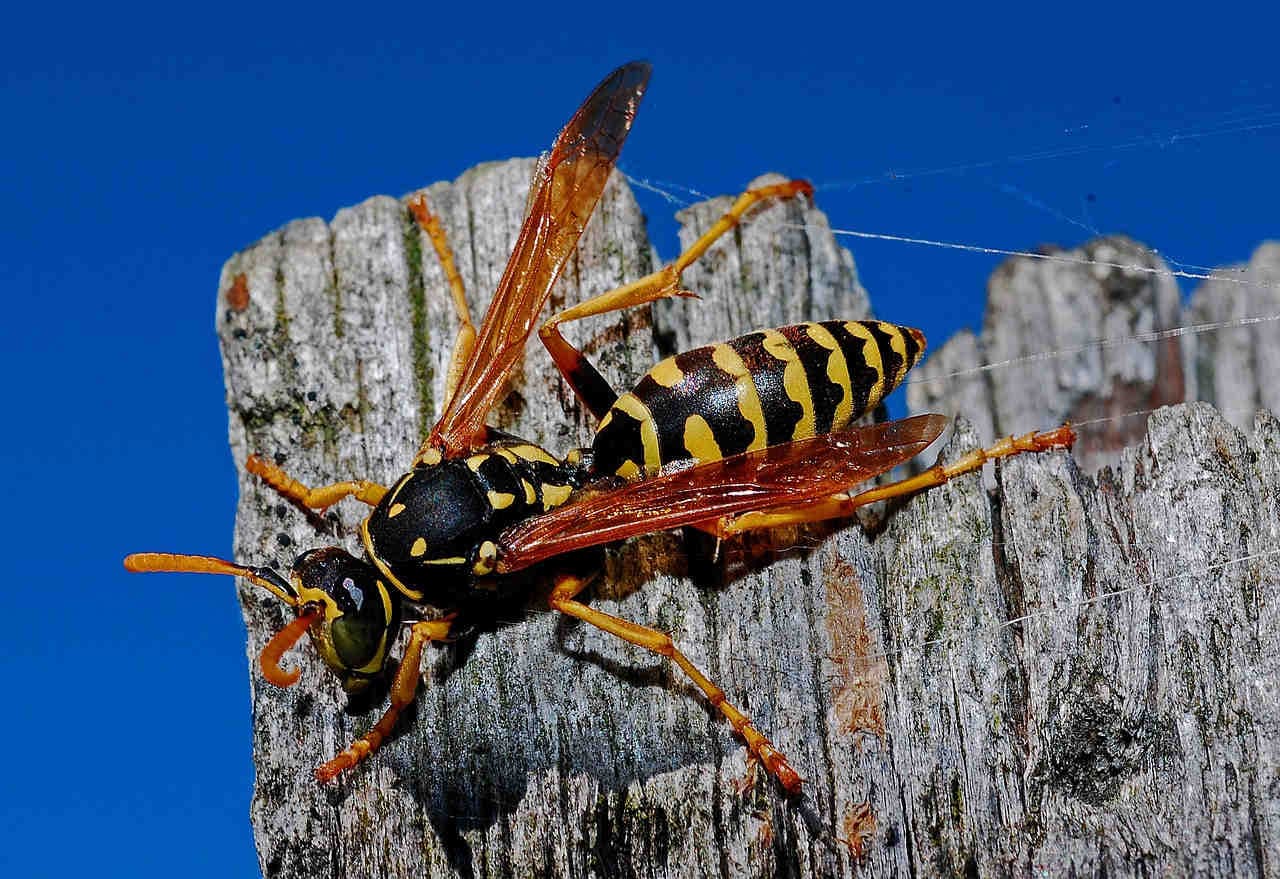 Polistes maschio
