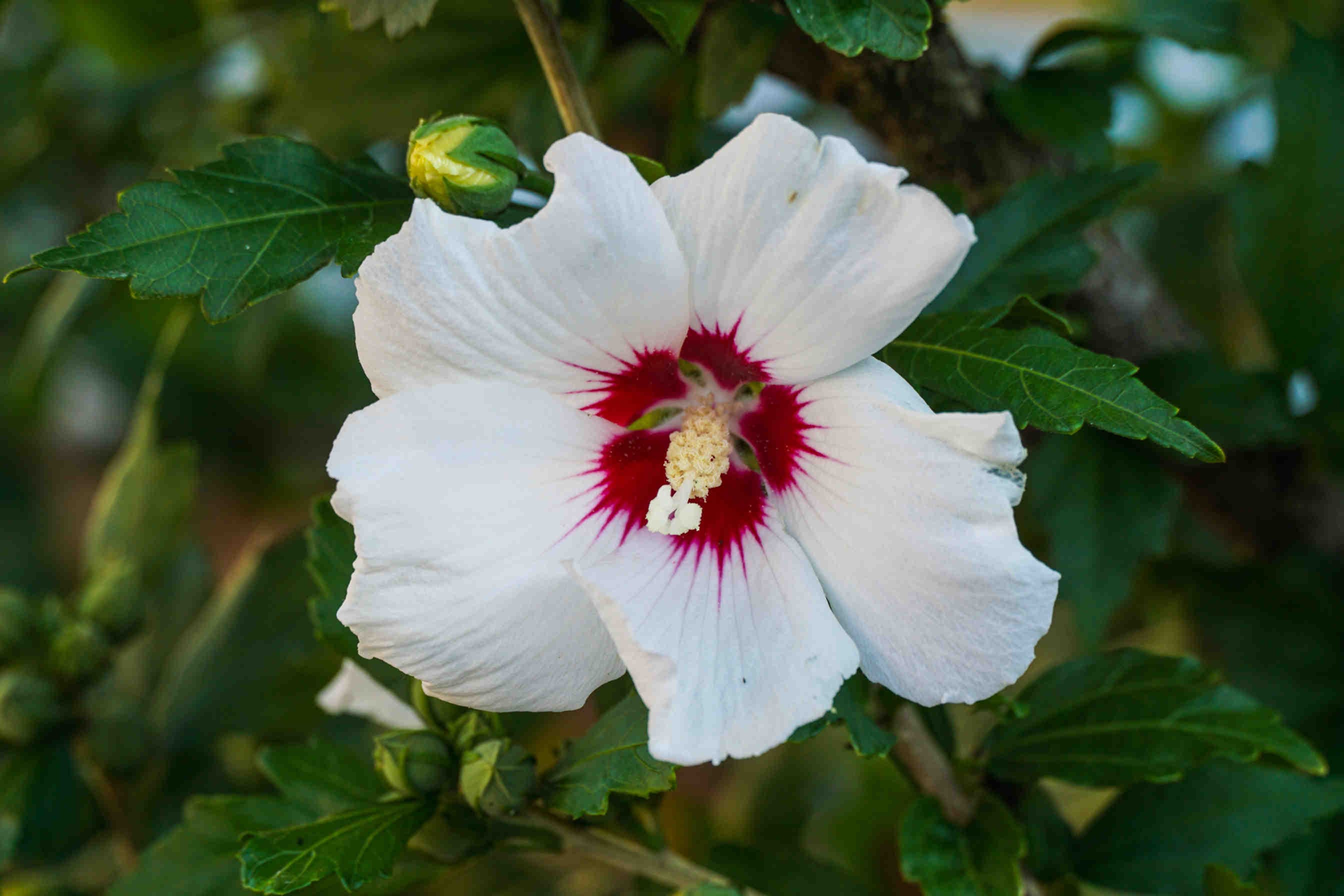hibiscus syriacus foglie fiori